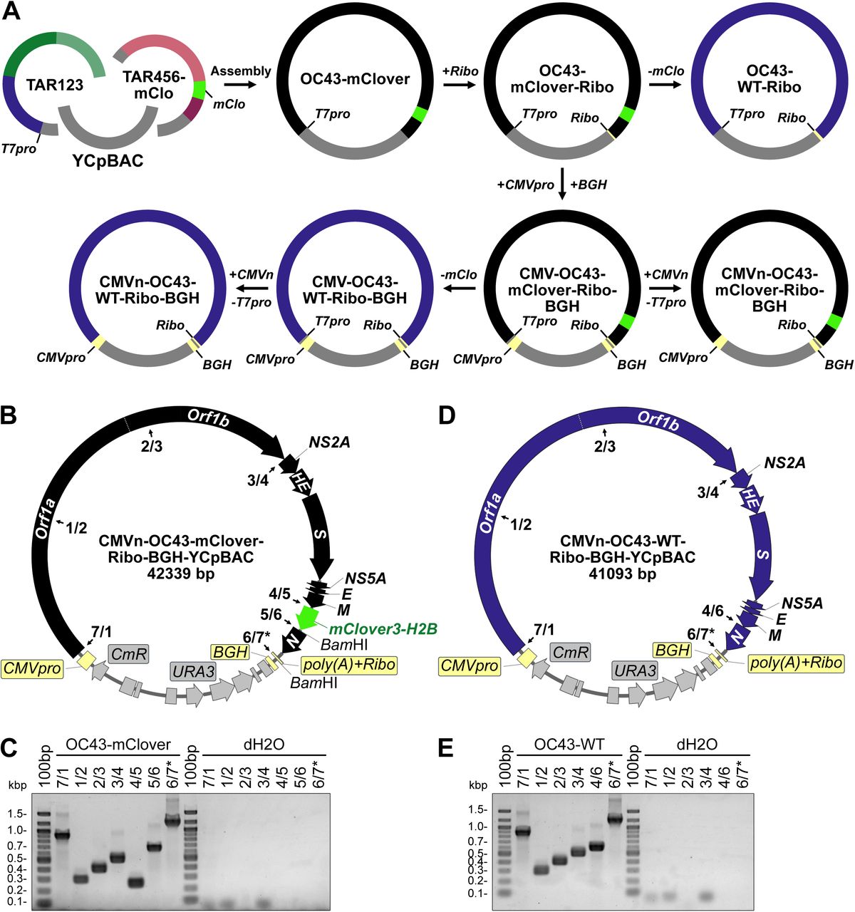 (A) Assembly of a full-length HCoV-OC43-mClover viral sequences (black) was performed by sequential assembly steps in yeast. First, restriction digested OC43TAR123-YCpBAC and OC43TAR456-mClover plasmids were assembled, followed by the sequential insertion of hepatitis delta virus ribozyme ( Ribo ), bovine growth hormone poly(A) signal ( BGH ), and CMV promoter ( CMVpro ) sequences (light yellow). Assembly of full-length HCoV-OC43-WT viral sequences (blue) was performed by removing the <t>mClover3-H2B</t> ( mClo , light green) sequence from previously assembled plasmids. (B) Plasmid map for the CMVn-OC43-mClover-Ribo-BGH-YCpBAC used for virus rescue. Numbered junctions detected by PCR (black arrows) and restriction sites used for TAR cloning are indicated. (C) PCR screening of assembled junctions 7/1, 1/2, 2/3, 3/4, 4/5, 5/6, and 6/7* with water controls (dH2O) to the right of the panel. (D) Plasmid map for the CMVn-OC43-WT-Ribo-BGH-YCpBAC used for virus rescue. Numbered junctions detected by PCR (black arrows) and restriction sites used for TAR cloning are indicated. (E) PCR screening of assembled junctions 7/1, 1/2, 2/3, 3/4, 4/6, and 6/7 with water controls (dH2O) to the right of the panel. Primer pairs used for screening are listed in . Abbreviations: 100bp, 100 bp ladder; bp/kbp, base/kilobase pairs; CmR , chloramphenicol resistance gene; poly(A) , encoded A 34 sequence; URA3 , orotidine 5’-phosphate decarboxylase gene; WT, wild-type. 