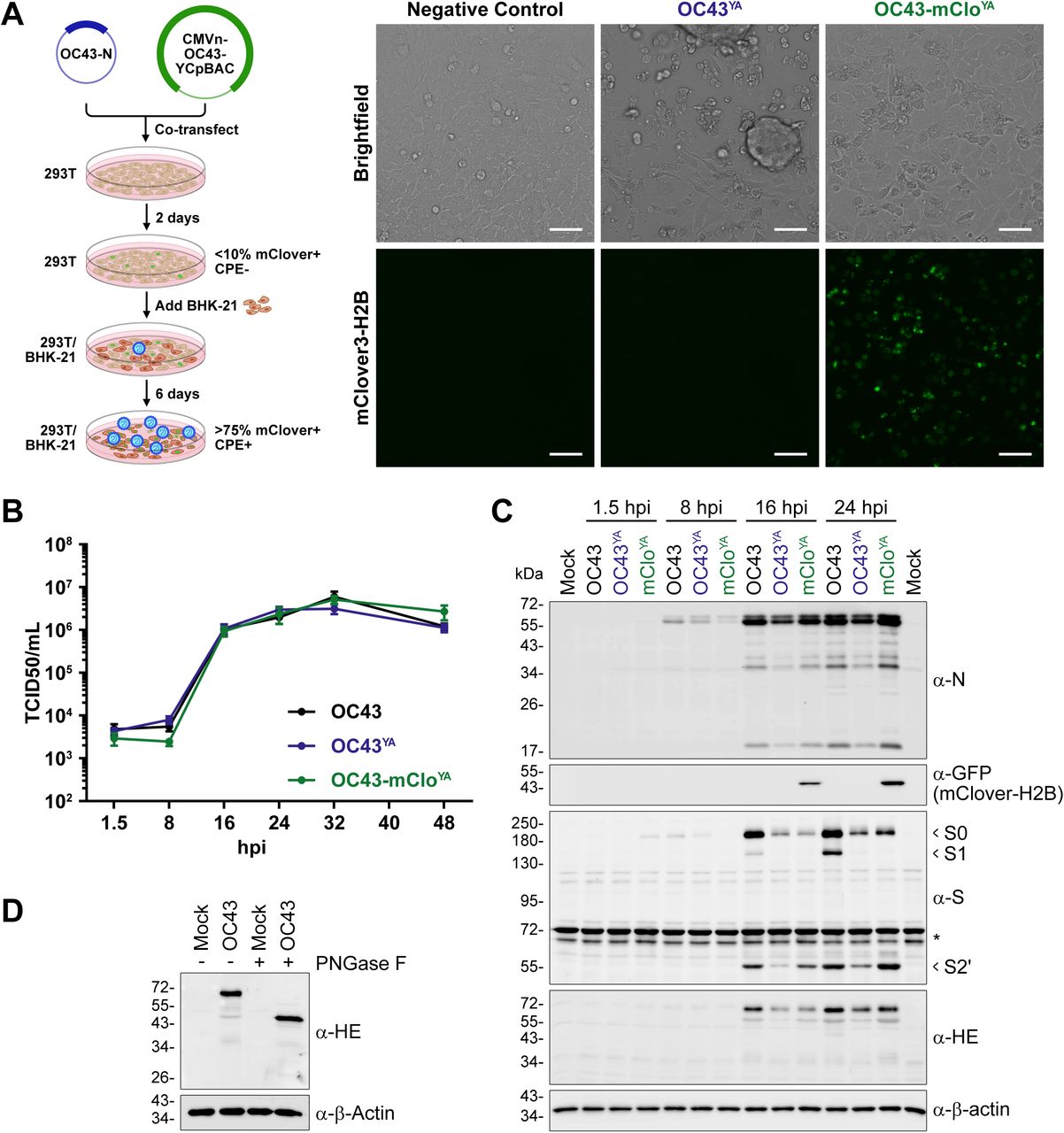 (A) OC43-mClov YA rescue procedure (left): Assembled CMVn-OC43-mClover plasmid and a plasmid encoding OC43-N were co-transfected into 293T (brown) cells for 2 days followed by re-seeding with BHK-21 (red) cells for 6 days to facilitate virus (blue) propagation. Live cell imaging (right) was performed on day 6 to examine the co-cultured cells for cytopathic effects (CPE; brightfield) and mClover3-H2B fluorescence (green nuclei). Scale bars = 50 µm. (B) Third passage OC43 YA and OC43-mClo YA viruses were used to infect 293A cells at an MOI for 0.1 and the supernatants were collected at the indicated times and titered using BHK-21 cells. The data are plotted as the mean ± standard error of the mean from four independent replicates. (C) 293A cells were infected at an MOI of 0.1 with OC43 (ATCC; black), OC43 YA (yeast assembled OC43; blue), or OC43-mClo YA (yeast assembled OC43-mClover; green) viruses for the indicated times. Protein lysates were subjected to SDS-PAGE and immunoblotted with the indicated antibodies where α-GFP antibodies were used to detect mClover3-H2B. Data presented are from one of four independent experiments. (D) Lysates from 293A cells infected with OC43 (24 hpi) were incubated with or without PNGase F prior to immunoblotting with antibodies against OC43-HE or β-Actin. Abbreviations: *, Non-specific proteins; GFP, green fluorescent protein; hpi, hours post-infection; PNGase F, peptide:N-glycosidase F; S0/S1, Spike subunit 0/1/2’; TCID50, 50% tissue culture infectious dose. 