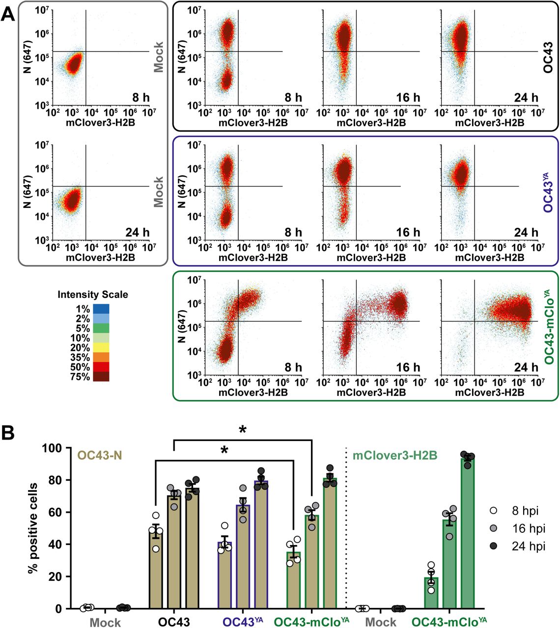 ( A ) 293A cells were infected at an MOI of 0.1 with OC43 (black box/top panel), OC43 YA (yeast assembled OC43; blue box/middle panel), or OC43-mClo YA (yeast assembled OC43-mClover; green box/bottom panel) viruses for 8, 16, or 24 hours post-infection (hpi) or mock infected for 8 or 24 hours (grey box/left panel). Cells were fixed, permeabilized, and stained with OC43-N antibodies prior to analysis by flow cytometry. Density plots of N (y-axis) vs. mClover3-H2B (x-axis) are shown from one representative experiment. (B) The data were analyzed for % positive single cells expressing OC43-N (light brown) or mClover3-H2B (light green) and plotted as the mean ± standard error of the mean from four independent experiments. Statistically significant differences in protein expression between different viruses are indicated (2-way ANOVA), * p ≤ 0.05. Abbreviations: 647, Alexa Fluor 647. 