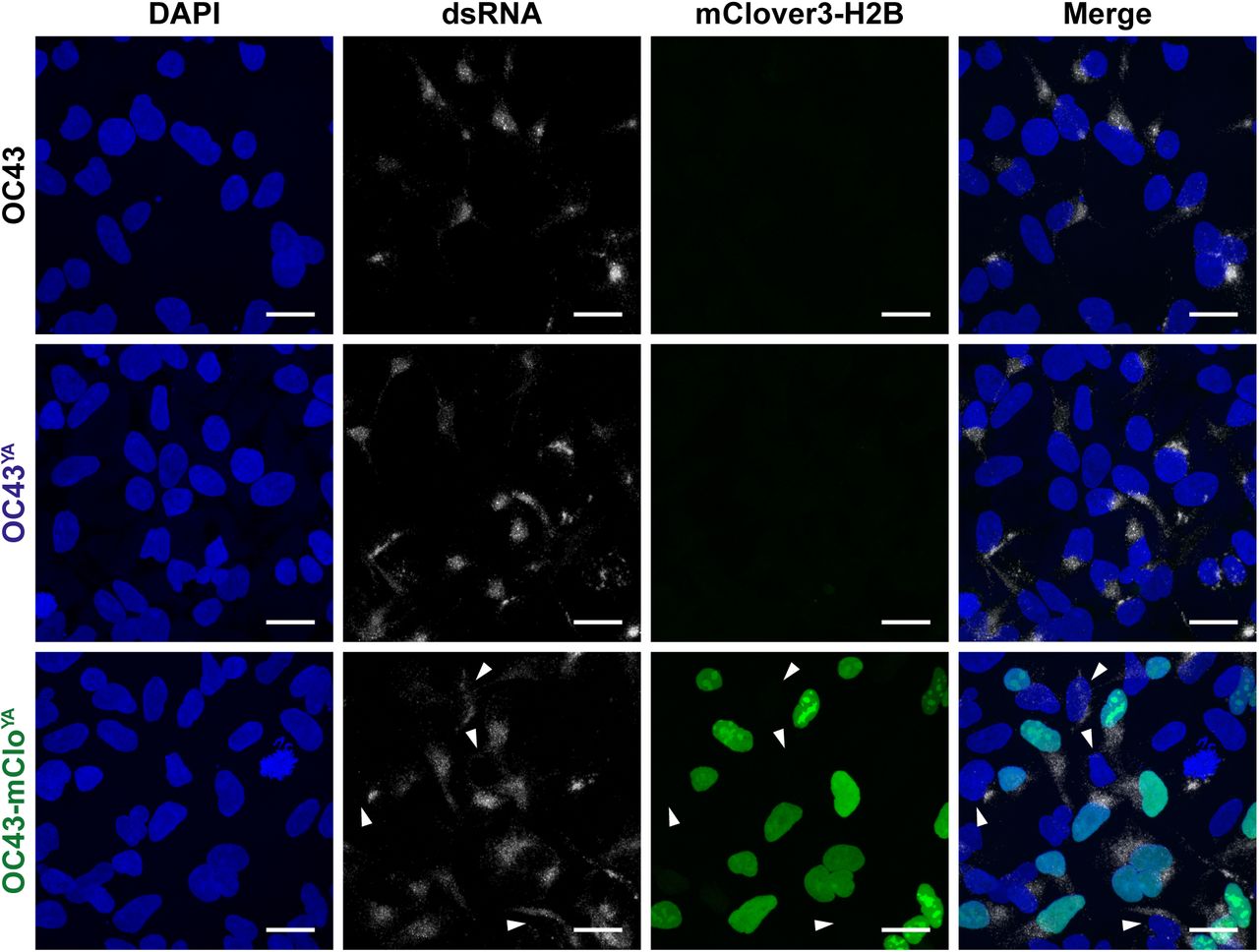 293A cells were infected at an MOI of 0.1 with OC43, OC43 YA (yeast assembled OC43), or OC43-mClo YA (yeast assembled OC43-mClover) viruses for 16 hours prior to fixation, permeabilization, and staining with anti-dsRNA antibodies to stain replication compartments (white cytoplasmic puncta) and DAPI to stain cell nuclei (blue). mClover3-H2B is shown in green. White arrowheads denote dsRNA+/mClover-cells. All images were acquired using a confocal laser scanning microscope and are presented as maximum intensity projections from one of three independent experiments. Scale bars = 20 µm. Abbreviations: dsRNA, double-stranded RNA; H2B, histone H2B. 
