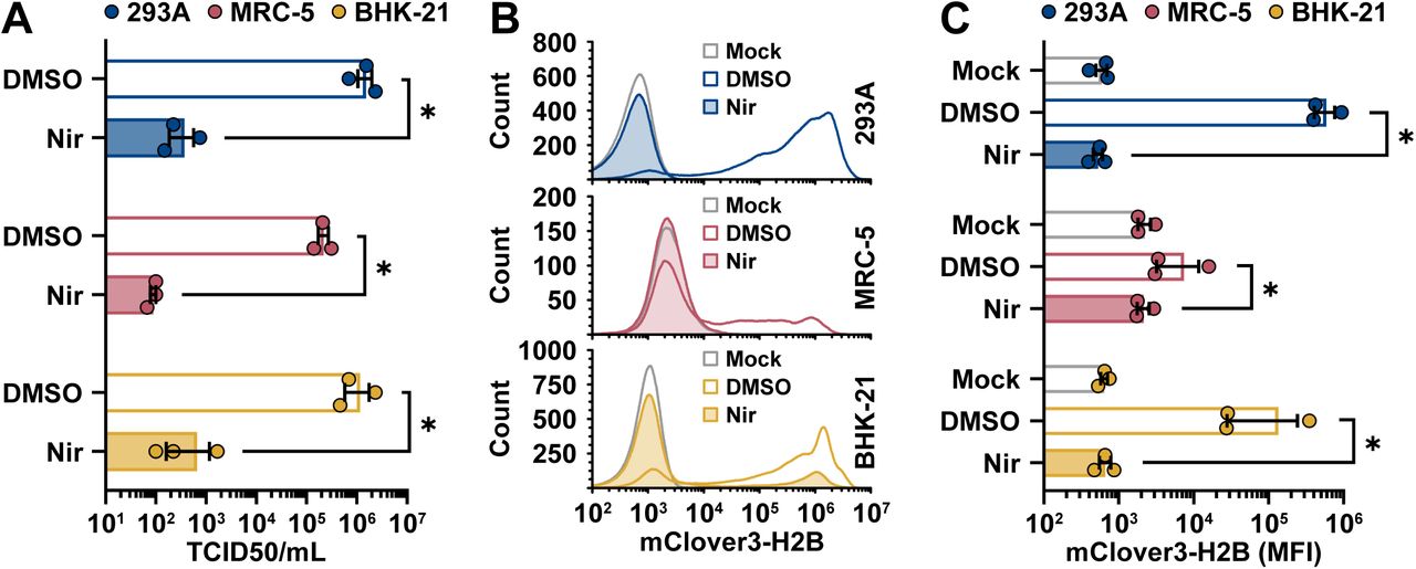 293A, MRC-5, or BHK-21 cells were mock infected or infected at an MOI of 0.1 with OC43-mClo YA (yeast assembled OC43-mClover) for 1 hour prior to a medium change to 2.5% DMEM+ Pen/Strep/Gln supplemented with 0.1% DMSO or 1 µM nirmatrelvir (Nir). At 24 hours post-infection, the supernatants were collected for titering on BHK-21 cells ( A ). The cell monolayers were collected and fixed prior to analysis of mClover3-H2B expression by flow cytometry ( B ) with the average mClover3-H2B median fluorescence intensity (MFI) from mock or infected cells plotted in panel C . Data were plotted as the mean ± standard error of three independent experiments. Statistical comparisons were made by 2-way ANOVA analysis. P values: * ≤ 0.05. Abbreviations: DMSO, dimethyl sulfoxide; TCID50, 50% tissue culture infectious dose. 
