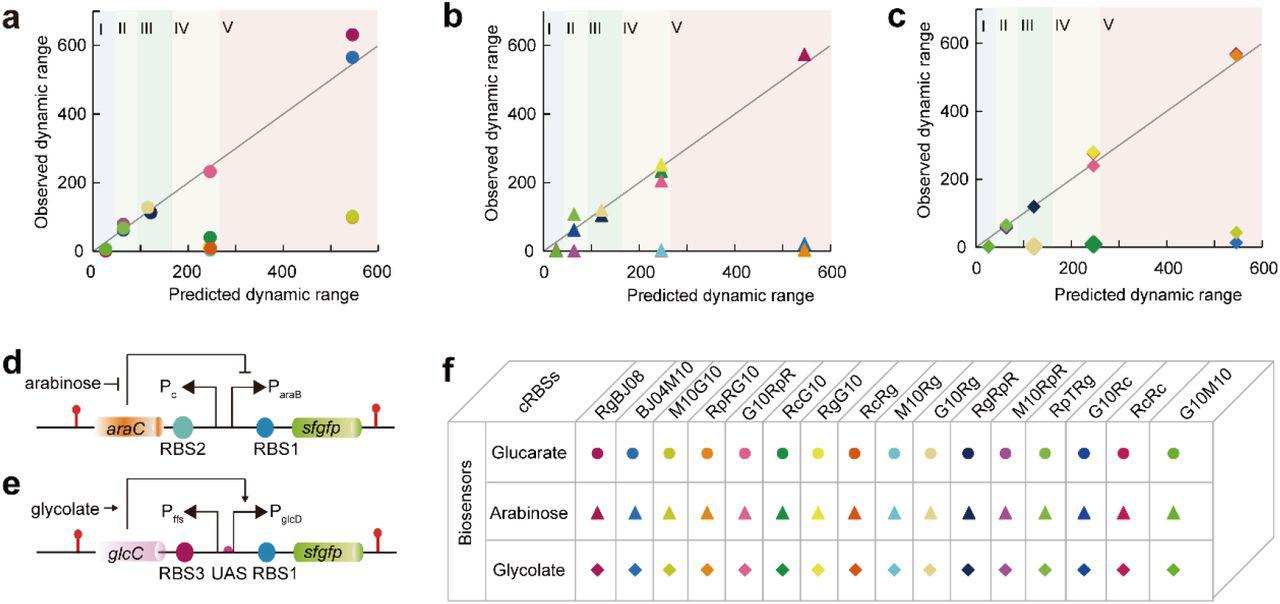 CLM-RDR verification for three genetically encoded biosensors. Sixteen cRBSs were randomly selected for biosensor modification and comparison of the observed and predicted dynamic ranges. The CLM-RDR performed well in predicting the dynamic ranges of ( a ) glucarate biosensor, ( b ) arabinose biosensor, and ( c ) glycolate biosensor. I–V represent the five sub-libraries of cRBSs. The black diagonal denotes y = x. ( d) Structure of P araB -based arabinose sensor. Pc represents the constitutive promoter that controls transcription of the regulatory protein AraC. P araB is an inducible promoter containing the AraC-binding <t>DNA</t> <t>sequence.</t> Blunt-end arrows denote repression. ( e ) Structure of P glcD -based glycolate sensor. P ffs indicates the constitutive promoter that controls transcription of the regulatory protein GlcC. P glcD is a constitutive promoter that controls the transcription of the reporter sfGFP. In the absence of glycolate, GlcC remained as a non-functional regulatory protein, whereas in the presence of glycolate, the regulatory protein GlcC and glycolate bound to the activator GlcC-glycolate, which in turn bound to the upstream activation site (UAS) of the promoter PglcD, thus enhancing transcription and expression of sfgfp . Pointed arrows indicate activation. ( f ) Detailed illustration of 16 cRBSs and three biosensors. Solid circle: glucarate biosensor; solid triangle: arabinose biosensor; solid diamond: glycolate biosensor. 
