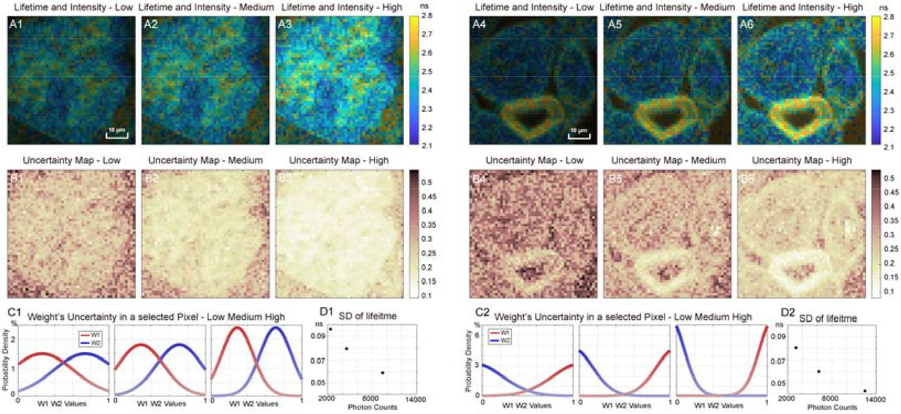 Weight uncertainty analysis of a <t>mouse</t> <t>kidney</t> <t>section.</t> (A1-A6) Lifetime images of ROI 1 and ROI 2 overlaid with intensity images at three photon levels. (B1-B6) Standard deviation maps of weight uncertainty for the two regions. (C1, C2) Weight probability distributions for two fluorophore components for a representative pixel. (D1, D2) Standard deviations of lifetimes at varied total photon counts. 
