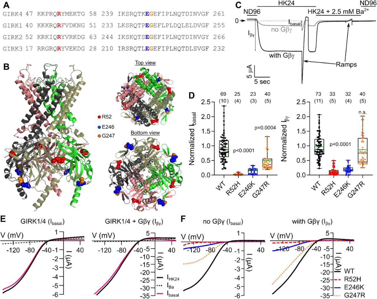 (A) Alignment of <t>GIRK4</t> with GIRK1, GIRK2, and GIRK3 shows that R52, E246, and G247R are conserved amino acids. (B) Crystal structure of GIRK2 marked with highlighted positions of the mutations; R52 – red, E246 – blue, and G247 – orange (numbering corresponds to GIRK4). (C) Example of the recording protocol in GIRK1/4 WT injected oocytes without (gray) or with (black) coinjected Gβγ. Horizontal bars show the corresponding external solutions. Voltage ramps were applied in HK24 and HK24 + 2.5 mM Ba 2+ solutions. (D) Normalized I basal (left) and I βγ (right). Currents were measured at V m =-80 mV. (E) Representative I-V relationships of currents of GIRK1/4 (I basal ; left) and GIRK1/4 + Gβγ (Iβγ ; right). Net GIRK currents were obtained by subtraction of I-V curve in Ba 2+ (“Ba 2+ -subtraction” procedure). (F) Representative net I-V relationships of GIRK1/4 and mutants; I basal (left) and I βγ (right).