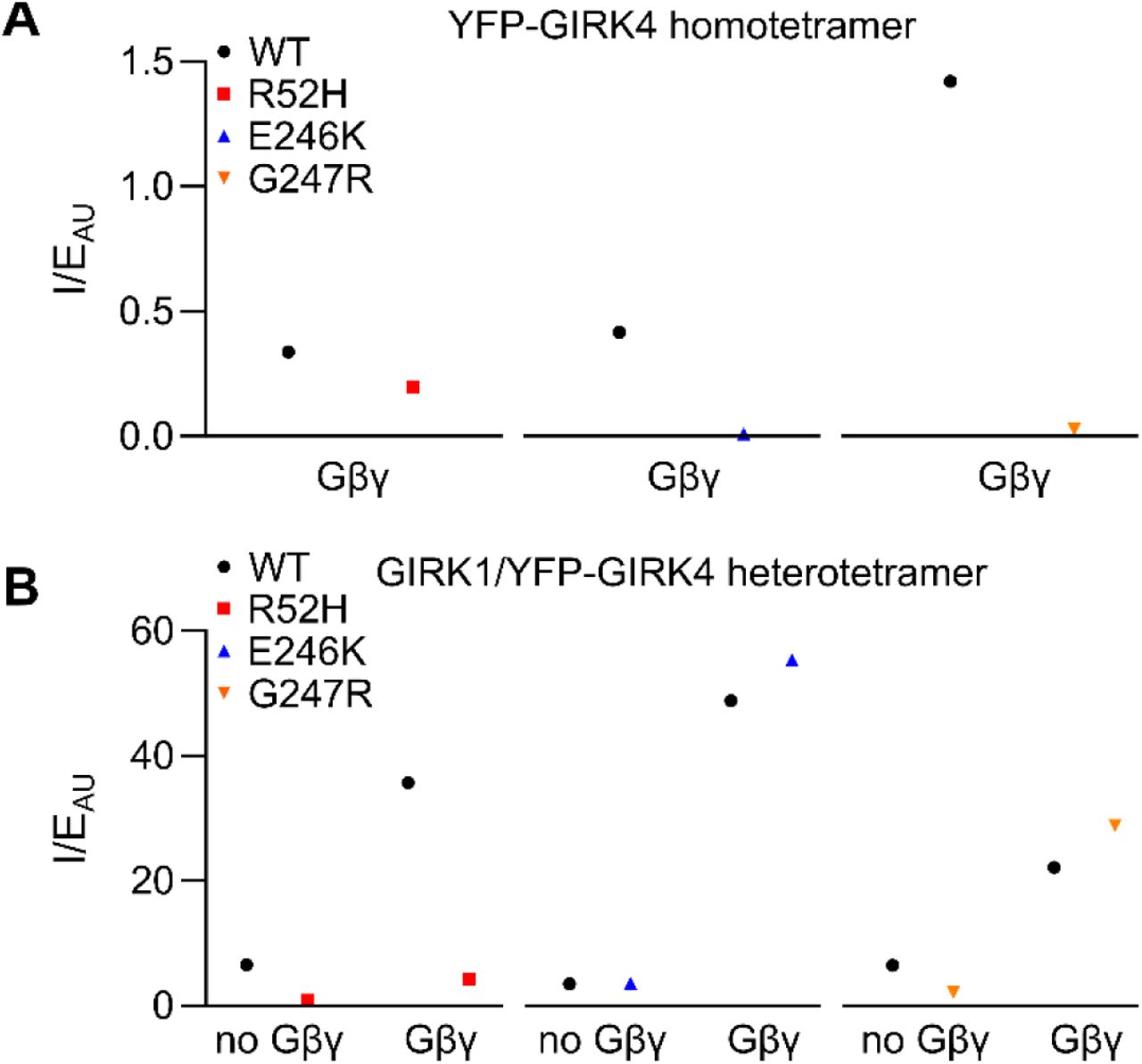 (A) Normalization of current to expression of YFP-GIRK4 homotetramers indicates an impaired gating of the mutated ... (A) Normalization of current to expression of YFP-GIRK4 homotetramers indicates an impaired gating of the mutated channels. The normalization procedure included the division of mean value of current on mean value of channel expression in each experiment, giving one value for each experiment. Therefore, no statistical analysis could be performed. (B) Normalization of current to expression of GIRK1/YFP-GIRK4 heterotetramers indicates an impaired expression and gating of GIRK1/YFP-GIRK4R52H heterotetramers; on the other hand, E246K and G247R mutations appear to have the same open probability suggesting unimpaired gating.
