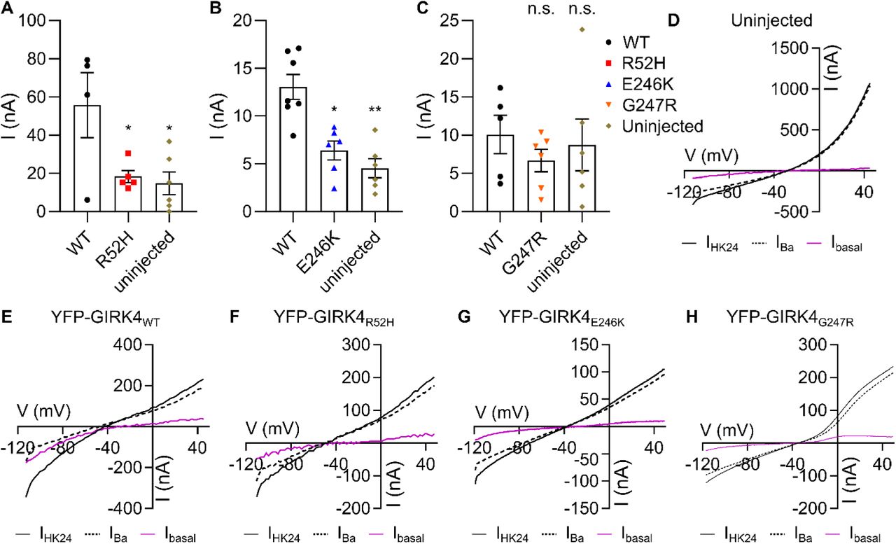 (A-C) Currents in oocytes injected with RNAs of YFP-GIRK4 mutants, measured at −80 mV, were indistinguishable from ... (A-C) Currents in oocytes injected with RNAs of YFP-GIRK4 mutants, measured at −80 mV, were indistinguishable from currents recorded in uninjected oocytes. (D-H) Representative I-V relationships of uninjected oocytes (D) and homotetrameric YFP-GIRK4WT (E), YFP-GIRK4R52H (F), YFP-GIRK4E246K (G), YFP-GIRK4G247R (H).