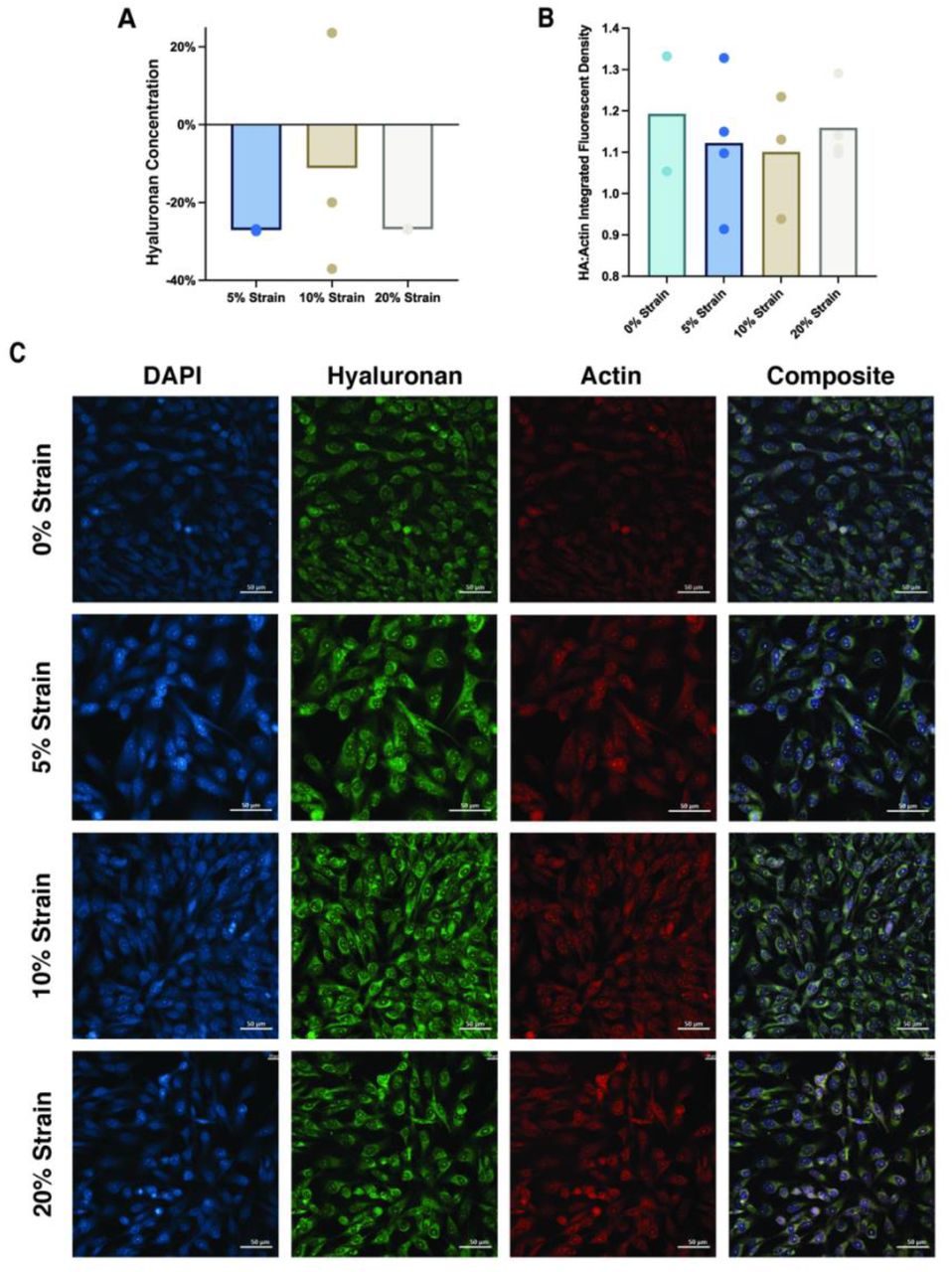 A) Percent difference <t>hyaluronan</t> concentration (ng/mL) when compared to 0% strain. B) Integrated density of hyaluronan staining (green, Alexa Fluor-488) normalized to fluorescent intensity of actin staining (red, Phalloidin-565). C) Representative immunofluorescent images of DAPI, hyaluronan, and F-actin stains and a composite image of all strain groups. Dots represent individual samples and significant differences between groups are shown with brackets. Scale bar = 50 µm.