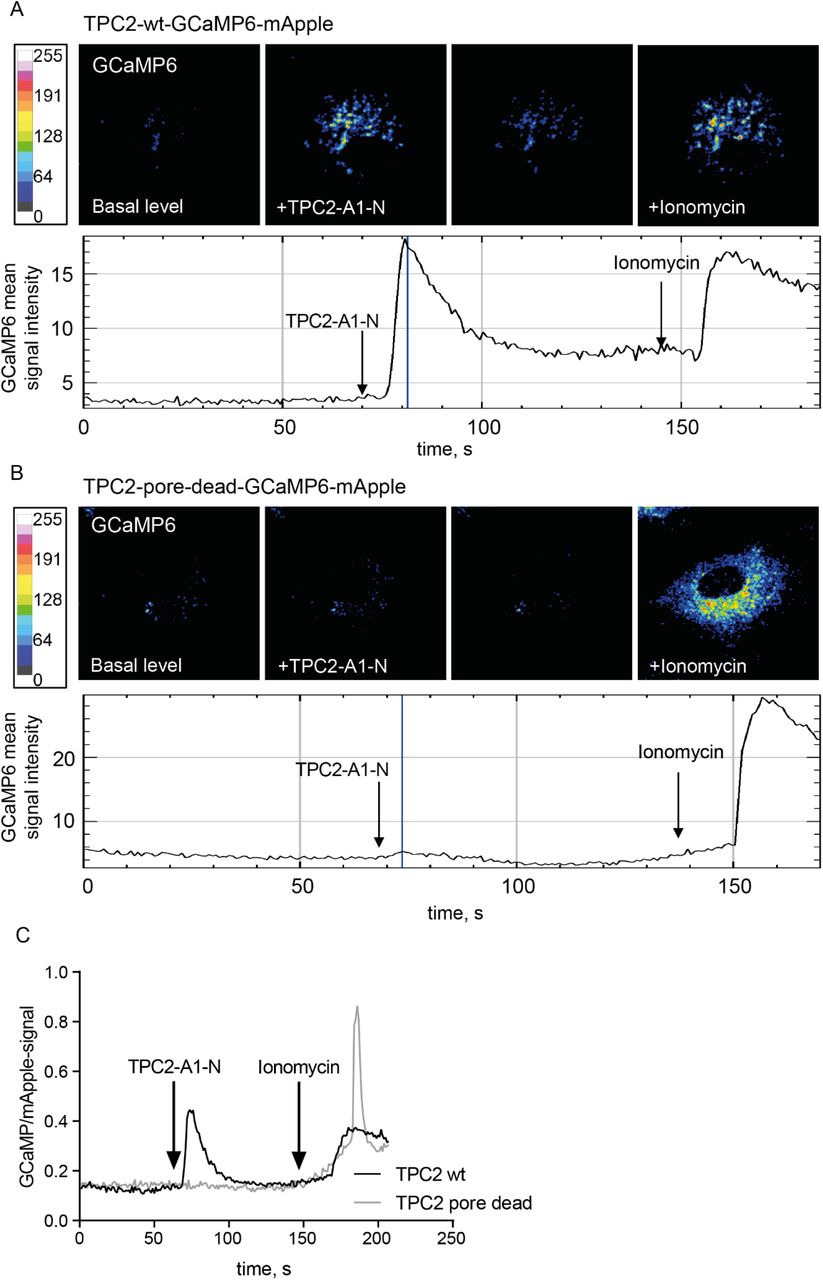 Representative confocal images of wild-type (A) and pore-dead (B) <t>TPC2-GCaMP-mApple</t> constructs expressed in HUVEC. GCaMP fluorescence signal is elicited upon stimulation with the TPC2 activator TPC2-A1-N and signal intensity is depicted as a heatmap. (C) Comparison of representative time-resolved fluorescence ratios in TPC2-A1-N stimulated cells expressing either the active TPC2 (black trace) or the pore-dead TPC2 (grey trace). Note that ionomycin-induced unspecific elevation of cytosolic Ca 2+ levels was still observable in both cases.