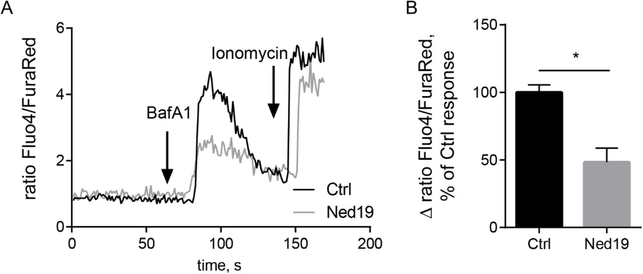 ... from endolysosomal stores of cells treated with the TPC2 inhibitor trans-Ned 19 (10 µM). Blocking lysosomal Ca ... Ratiometric in vivo Ca 2+ measurements showing a decreased Ca 2+ release from endolysosomal stores of cells treated with the TPC2 inhibitor trans-Ned 19 (10 µM). Blocking lysosomal Ca 2+ reuptake with the VATPase inhibitor bafilomycin A1 (250 nM) was used to amplify Ca 2+ signals. (A) Representative ratiometric time course measurement of endolysosomal Ca 2+ release upon bafilomycin A1 stimulation of control cells and trans-Ned19 treated cells. (B) Quantification of Ca 2+ release of 24 cells per condition from four independent experiments. Ca 2+ response is depicted in relation to the control. Two-tailed Student’s t-test (*p<0,05) was performed on the raw data.