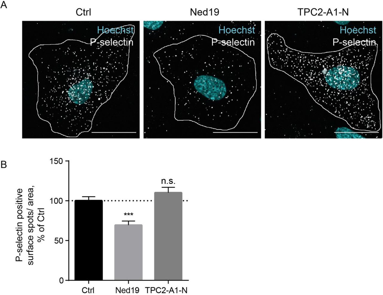 ... treated with either trans-Ned 19 (10 µM) or TPC2-A1-N (10 µM). Dashed lines outline cells of interest. ... (A) Representative images of cell-surface P-selectin pools of control cells and cells treated with either trans-Ned 19 (10 µM) or TPC2-A1-N (10 µM). Dashed lines outline cells of interest. Bars, 20 µm. (B) Quantitative analysis of P-selectin surface signals confirmed the altered cell surface levels of P-selectin. Data represent mean ± SEM of at least 22 cells per condition from three independent experiments and were analyzed by one-way ANOVA followed by Dunnett’s multiple comparison test (n.s., not significant, ***p<0.001).