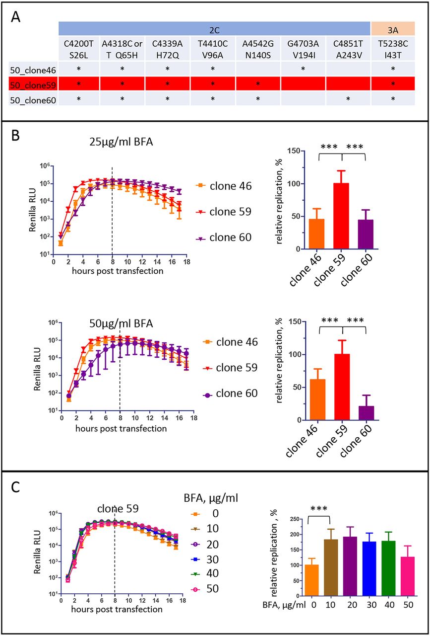 Renilla Luciferase Substrate Enduren | Promega | Bioz