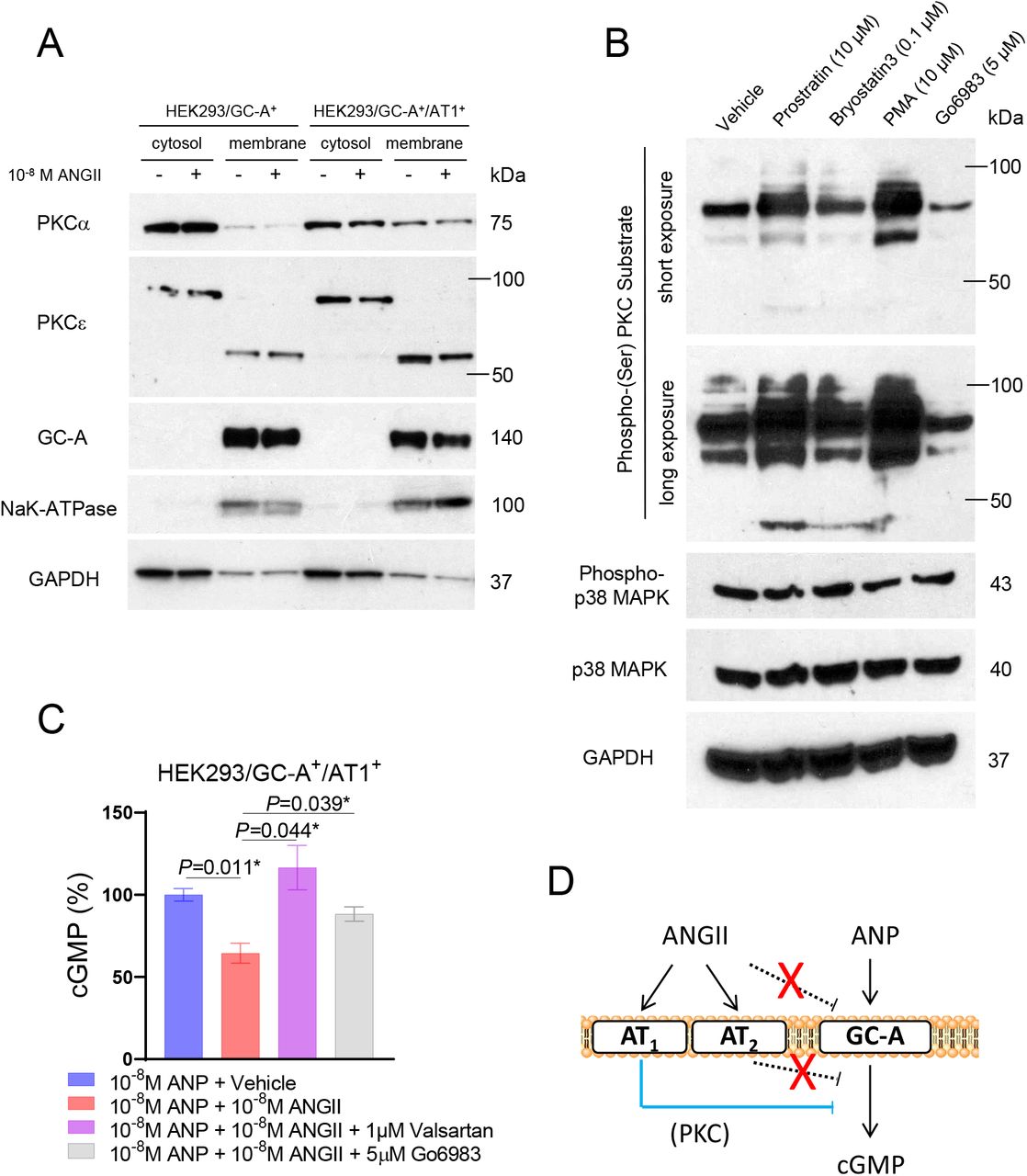 (A) Protein expression of different human PKC isoforms in the membrane and cytosol fractions of different HEK293 transfected cell lines (with or without treatment of ANGII). GC-A and NaK-ATPase serve as quality control for the separation of membrane and cytosol fractions. GAPDH serves as loading control. (B) Protein expression of phosphorylated PKC substrates, phosphorylated <t>p38</t> <t>MAPK,</t> and <t>p38</t> <t>MAPK</t> in HEK293/GC-A + /AT 1 + cells treated with different PKC modulators. GAPDH serves as loading control. PMA, phorbol 12-myristate 13-acetate. (C) In vitro cGMP generation in HEK293/GC-A + /AT 1 + in response to ANP (10 −8 M) with or without ANGII (10 −8 M) and valsartan (1 μM) or Go6983 (5 μM). Values of cGMP were normalized to vehicle group (blue) under ANP treatment. * indicates P <0.05, one-way ANOVA with Dunnett multiple comparisons test. (D) Hypothetical mechanism underlying the crosstalk between ANGII and GC-A derived from our in vitro studies.