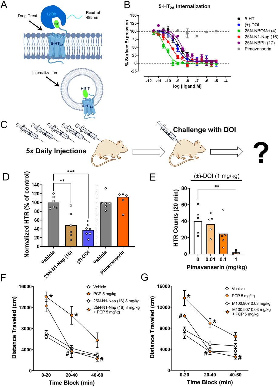 C57bl 6j Male Mice Jackson Laboratory Bioz