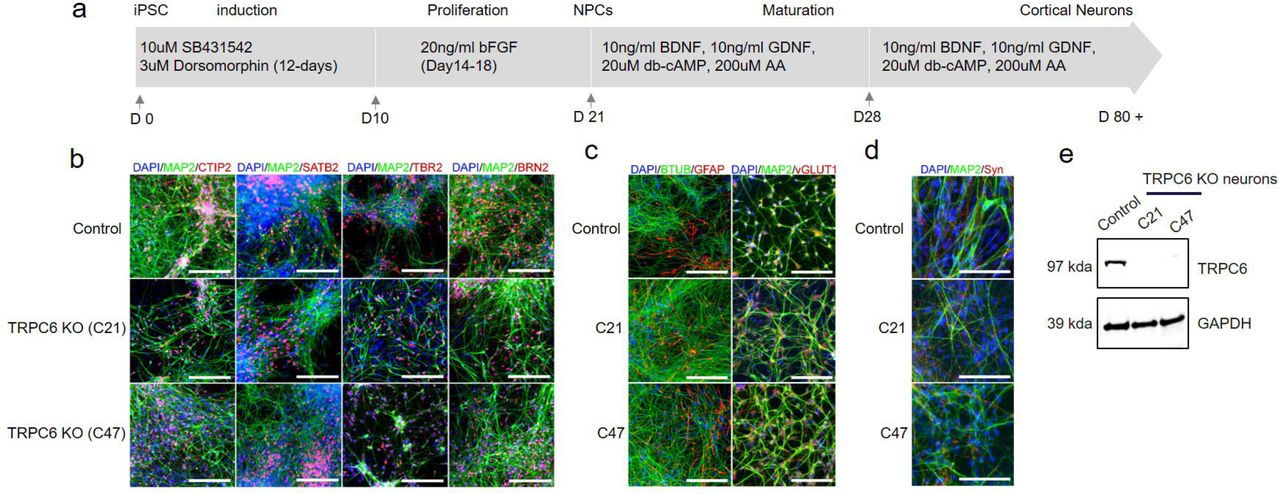 ( a ) Schematic of hPSC differentiation into NPCs and mature cortical neurons. The arrows indicate the time point of splitting the cells. ( b ) Immunostaining of control and TRPC6 KO cortical neurons (from two different hPSC clones, C21 and C47) differentiated for 8 weeks. Cortical neuron markers; CTIP2, SATB2, TBR2, and <t>BRN2.</t> MAP2, BTUB; pan-neuronal markers. ( c ) GFAP, a marker for glia. vGLUT1, a marker for glutamatergic excitatory synapses. ( d ) Synaptophysin (Syn), a synaptic vesicle protein. Nuclei are stained with DAPI. ( e ) Validation of TRPC6 protein expression in TRPC6 KO cortical neurons differentiated for 8 weeks. Scale, 100 μm.