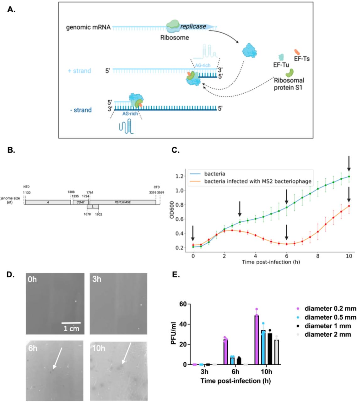 A. MS2 replication pattern. The MS2 replicase complex contains host factors EF-Tu, EF-Ts and S1 ribosomal protein. B. Schematic presentation of the MS2 full-length genomic RNA coding regions organisation and composition. NTD, N-terminal domain, CTD, C-terminal domain. The 5′ UTR of MS2 contains ∼130 nt, and the 3′ UTR of MS2 contains 171 nt. C. Growth curves of bacterial cells (DSM5695 <t>E.</t> <t>coli</t> ) infected with MS2 RNA phage at MOI = 200 (red line) and bacteria cells without infection (blue). Phages were added at t = 0. Cells were harvested at 0h, 3h, and 6h post-infection (p.i.), and RNAs were extracted. Each growth curve represents the mean values and standard deviations obtained from biological triplicates. D. MS2 plaques on the host E. coli DSM5695 at 0h, 3h, 6h, 10h p.i. Plaques were pointed with white arrows. E. Plaque PFU and size change at 0h, 3h, 6h, 10h p.i. All pair-wise comparisons (3h vs. 6h vs. 10h at each diameter) were done after observing a significant Analysis of Variance (ANOVA) test result and showed statistically significant results ( P value <0.05 after accounting for multiple comparisons), except the 3h vs. 6h (1 mm diameter) and the 3h vs. 6h (2 mm diameter) one. Data are presented as means ± standard deviation (n = 3). 