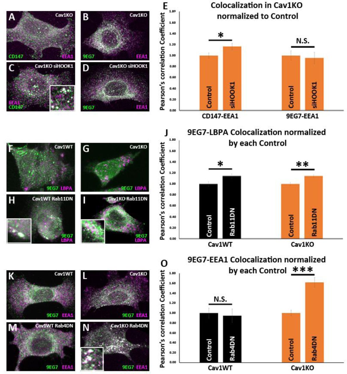 (A-D) Confocal microscopy images of Cav1KO MEFs stained <t>for</t> <t>CD147</t> (green in A and C), active β1-integrin (9EG7 antibody, green in B and D) and EEA1 (magenta), either non-treated (A and B) or treated with siRNA against HOOK1 for 48h (C and D). (E) Quantification of colocalization between EEA1 and CD147 or 9EG7 normalized to control, expressed as Pearson’s correlation coefficient; n ≥ 20 cells per condition. (F-I) Confocal microscopy images of wild type (F and H) or Cav1KO MEFs (G and I), stained for active β1-integrin (9EG7 antibody, green) and <t>LBPA</t> (magenta), either non-transfected (F and G) or transfected with Rab11 N124I dominant negative mutant for 48h (H and I). (J) Quantification of colocalization between LBPA and 9EG7 normalized by each control, expressed as Pearson’s correlation coefficient; n ≥ 20 cells per condition. (K-N) Confocal microscopy images of wild type (K and M) or Cav1KO MEFs (L and N), stained for active β1-integrin (9EG7 antibody, green) and EEA-1 (magenta), either non-transfected (K and L) or transfected with Rab4 S22N dominant negative mutant for 48h (M and N). (O) Quantification of colocalization between EEA-1 and 9EG7 normalized to each control, expressed as Pearson’s correlation coefficient; n ≥ 30 cells per condition. Colocalization was analyzed using the plugin Intensity Correlation Analysis (Fiji ). Statistical significance of differences across indicated conditions was assessed by t -test: * p <0.05; P** p <0.01; *** p <0.001 N. S., non-significant. See also Raw Data and which includes the raw data of experiments from and .