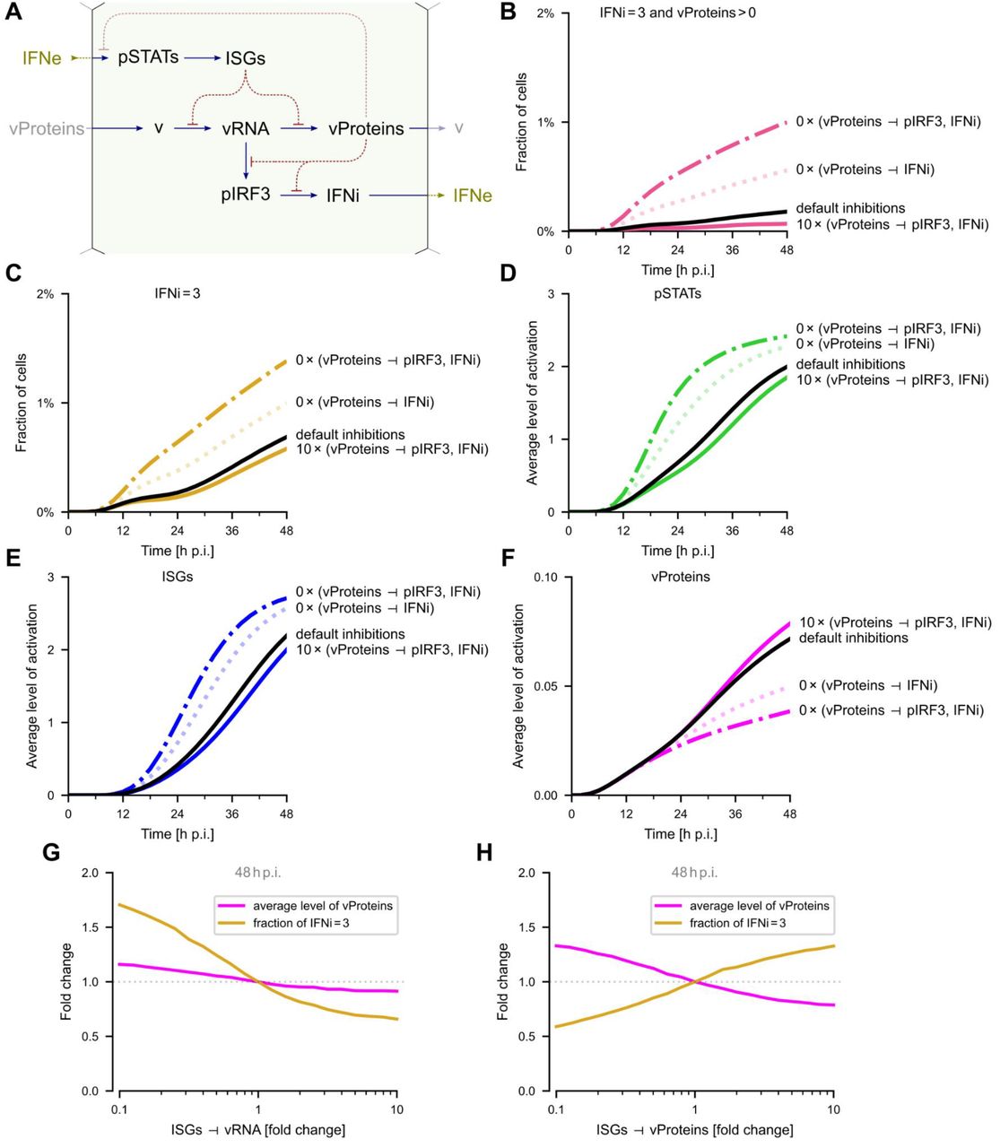 ... default inhibition strengths (black line), inhibitions vProteins ⊣ IRF3 and vProteins ⊣ IFNi 10 times stronger (thick ... A Simplified scheme of antagonistic interaction present in the model. B–E ( B ) Fraction of cells producing IFNe ( IFNi = 3 ) and vProteins ( vProteins > 0 ) simultaneously, ( C ) fraction of cells producing IFNe , ( D ) average activation of pSTATs , ( E ) average activation of ISGs , ( F ) fraction of cells producing vProteins ; all as a function of time for an MOI of 0.01 for default inhibition strengths (black line), inhibitions vProteins ⊣ IRF3 and vProteins ⊣ IFNi 10 times stronger (thick line), and turned off (dashed, dotted and dash-dotted lines). G Change of the average level of vProteins and of the fraction of cells producing IFNe as a function of the ISGs ⊣ vProteins inhibition, at 48 h p.i. at an MOI of 0.01. H Change of the average level of vProteins and of the fraction of cells producing IFNe as a function of the ISGs ⊣ vRNA inhibition, at 48 h p.i. at an MOI of 0.01.