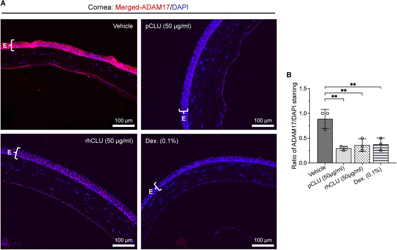 Eyes harvested from Thbs1 -deficient mice treated with vehicle or 50µg <t>clusterin</t> (pCLU or rCLU) or 0.1 % dexamethasone (Dex.) (positive control) for up to 3 weeks (5 days/week) were harvested, and parafin-embedded sections were immunostained for ADAM17 as described in the methods. ( A ) Representative immunofluorescence images of ADAM17 expression (red) in the corneal Epithelium (E) from the indicated treatment groups are shown. ( B ) Quantitative analysis of ADAM17 staining within the corneal epithelium presented as the ratio of ADAM17 (red) to DAPI (blue) staining. Data presented as mean ± SEM (**p < 0.01). 