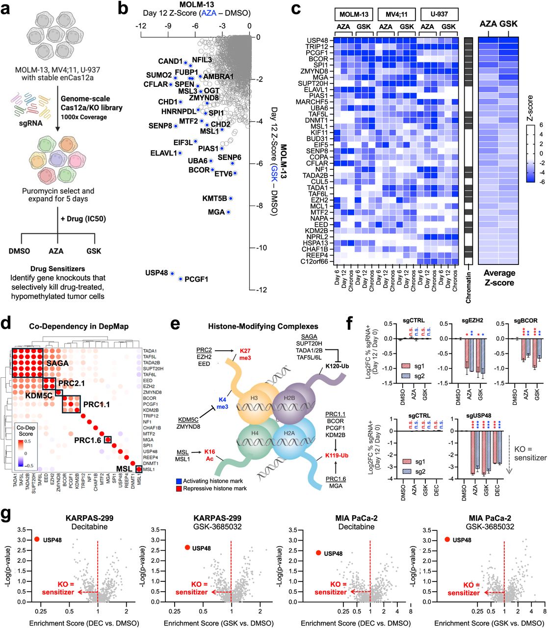 a. Genome-scale <t>CRISPR-Cas12a</t> screening strategy to identify genetic modifiers of DNMT1 inhibition. b. Z-score analysis of gene knockouts that sensitize MOLM-13 cells to AZA (n=2) compared to GSK-3685032 (n=2) at day 12. c. Heatmap of top drug sensitizers across different cell lines (MOLM-13, MV4;11, or U-937), timepoints (days 6 or 12), and anchor drugs (AZA or GSK-3685032). Chronos Z-scores represent a combined metric of gene knockout activity over time. Genes are ranked by average Z-score, and factors with known chromatin-based functions are annotated. d. Co-dependency analysis of top-scoring epigenetic hits from the CRISPR screens reveals distinct histone modifying complexes. A positive co-dependency score for a gene pair indicates that the individual gene knockouts produce a similar killing pattern across the >1,000 cell lines profiled in DepMap. e. Nucleosome schematic depicts histone modifications targeted by the chromatin complexes identified in the co-dependency analysis. f. MOLM-13 cell competition assays for validation of individual sgRNAs targeting components of PRC1.1 ( BCOR ) and PRC2.1 ( EZH2 ) or a novel histone deubiquitinase ( USP48 ). EZH2 (n=2), BCOR (n=3 ) , and USP48 (n=3) knockout cells, but not cells expressing a control sgRNA (n=3), have a competitive disadvantage following treatment with a DNMT1 inhibitor compared to DMSO. g. CRISPR-Cas9 drug modifier screens with a ubiquitin-proteasome system focused sgRNA library in KARPAS-299 (lymphoid) or MIA PaCa-2 (pancreatic) cell lines treated with either DEC (n=3) or GSK-3685032 (n=3). ∗ p < 0.05, ∗∗ p < 0.01, ∗∗∗ p < 0.001, determined by an unpaired, two-sided Student’s t-test. Mean values are shown unless otherwise specified, and error bars represent ± SEM. 