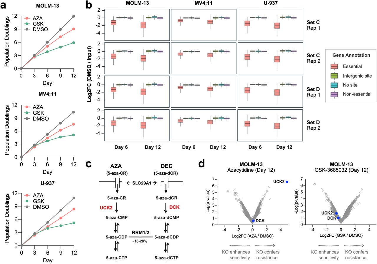 a. Intra-screen growth curves of MOLM-13, MV4;11, or U-937 AML cell lines treated with AZA, GSK-3685032, or DMSO. b. Activity of sgRNAs predicted to target essential genes, intergenic sites (control), no genomic sites (control), or non-essential genes for each cell line (MOLM-13, MV4;11, or U-937), timepoint (day 6 or 12), sgRNA library set (set C or D), and replicate (replicate 1 or 2). Across all screens, sgRNAs targeting essential genes were depleted more than the control or non-essential sgRNA classes. c. Biochemical pathway for AZA and DEC cellular uptake and bioactivation. AZA and DEC enter the cell via the equilibrative nucleoside transporter SLC29A1 and are phosphorylated by UCK2 or DCK, respectively. 5-aza-CDP is converted to a deoxyribose form (5-aza-dCDP) by ribonucleotide reductase (RRM1/2), thereby enabling DNA incorporation. d. Volcano plots of MOLM-13 CRISPR drug modifier screens. Genetic deletion of UCK2 (but not DCK) rescues killing by AZA. Neither UCK2 knockout nor DCK knockout rescues killing by GSK-3685032. 