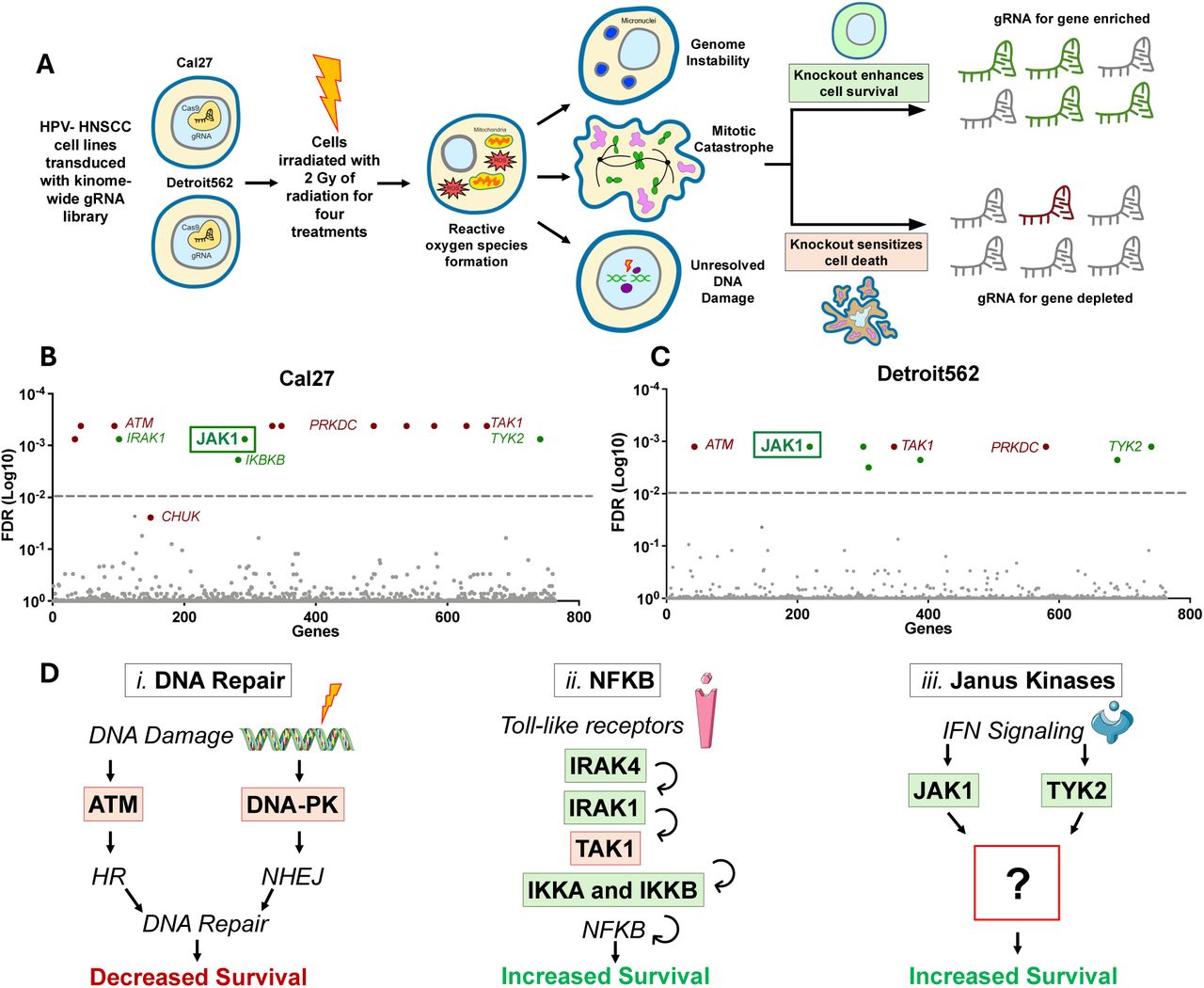 ( A ) Schematic of radiation <t>CRISPR-Cas9</t> screening methodology. Cal27 and Detroit562 HSNCC cell lines were engineered to stably express Cas9, transduced with a <t>kinome-wide</t> gRNA library, and irradiated with 2 Gy for four consecutive treatments. Two weeks after treatment, gRNAs were isolated, PCR amplified, and sent for deep sequencing in parallel with unirradiated controls. Simplified screening results are shown for ( B ) Cal27 and ( C ) Detroit562 cell lines. Hits with an FDR ≤ 0.01 were considered significant. ( D ) Summary of pathways identified by the CRISPR screens including ( i) DNA repair, ( ii ) NFKB signaling, and ( iii ) JAK signaling. 