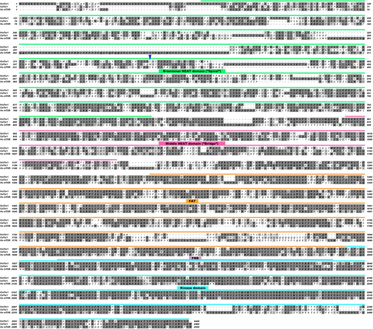 Cator1 Gene Specific Primers Thermo Fisher Bioz
