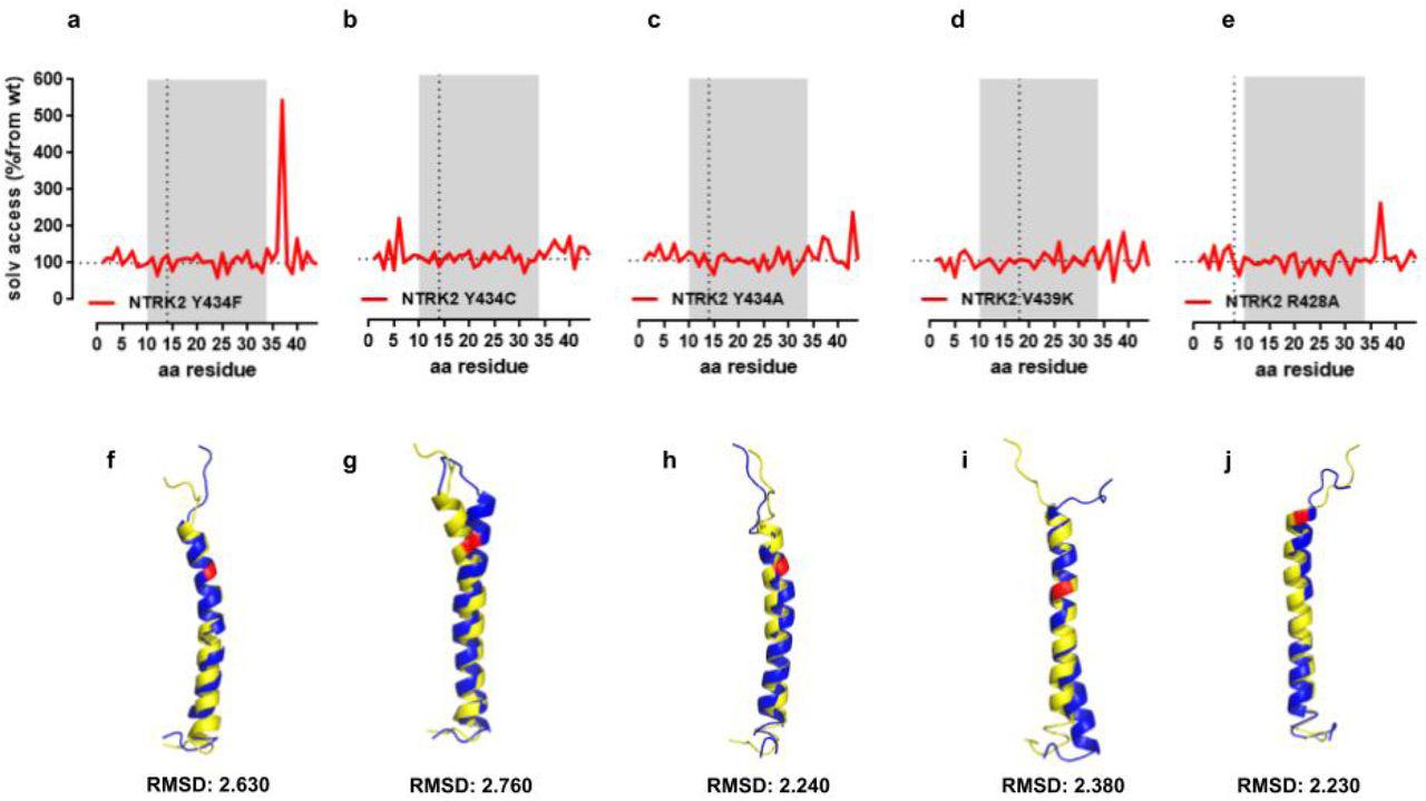 TRKB and cholesterol interaction. (a,b) Snapshots of the interaction between TRKB and cholesterol at the TMR (see supplement video) indicating that cholesterol interacts with the OH- group (red) in Y433 (blue) in TRKB.TMR (green). (c) The interaction between the TRKB CARC motif and cholesterol happens preferentially at the C-alpha in Y433 residues, as indicated by coarse-grained molecular dynamics simulations. (d) The binding of <t>biotinylated</t> <t>BDNF</t> (bBDNF) and TRKB is modulated by cholesterol in a bell-shaped fashion. Red rectangle area is expanded in (e) for the comparison between BDNF 1ng/ml (black circles) with BDNF 0 (ctrl, open circles). Data expressed as Mean/SEM of (c) cholesterol occupancy; or from binding normalized by (d) chol 0/BDNF10ng/ml or (e) chol 0/BDNF 1ng/ml. ∗p<0.05 from control (BDNF 0 or ctrl, C427).