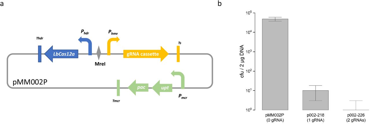 The feature of CRISPR/LbCas12a toolbox. a) the schematic diagram <t>of</t> <t>pMM002P.</t> The uracil phosphoribosyltransferase ( upt ) from M. maripaludis S2 as a counter-selective marker was co-expressed with the codon-optimized puromycin N-acetyltransferase ( pac ) under P mcr promoter (16). The promoter P hdr from Methanococcus voltae A3 was used to drive the expression of LbCas12a (25). The histone promoter P hmv from M. voltae A3 was used to express crRNA. Two <t>PaqCI</t> sties were placed between the direct repeat sequence and the synthetic terminator in the opposite direction for spacer fusion. The crRNA of the CRISPR tool plasmid pMM002P containing two PaqCI sites cannot target onto the native chromosome. An MreI restriction site was assigned between the promoters, P hdr and P hmv , for RF insertion if needed. b) cleavage test of pMM002P.