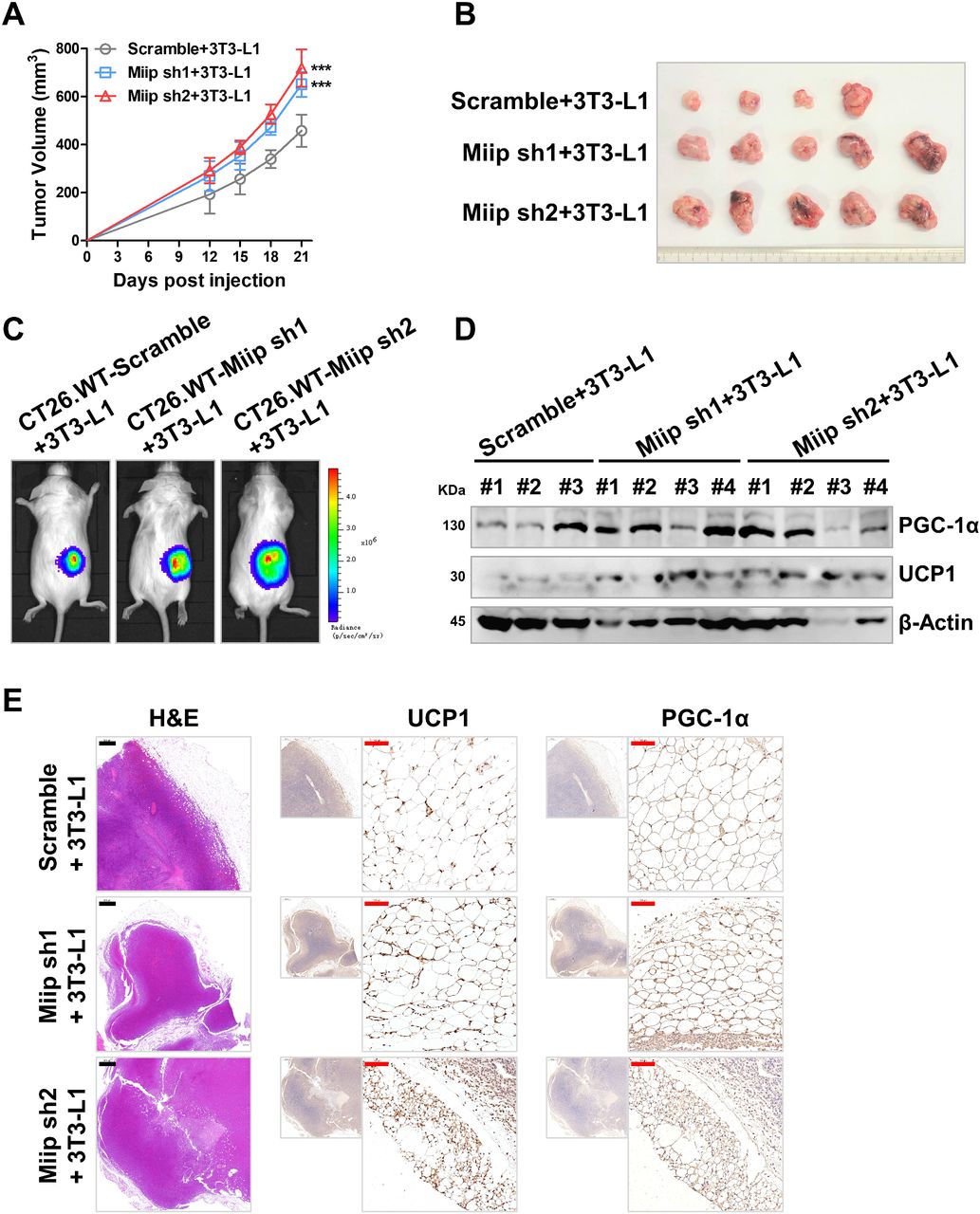Mouse Cell Lines Ct26 ATCC Bioz