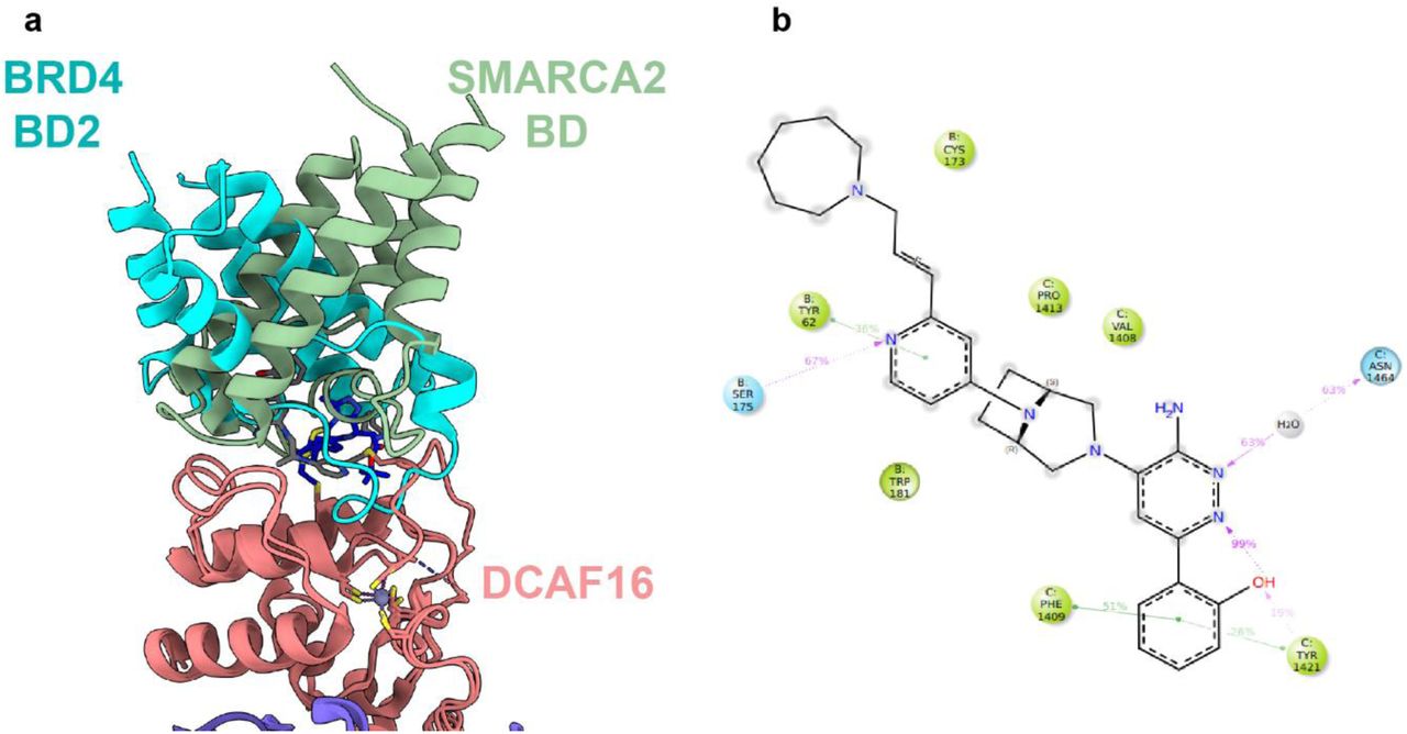 a , Super-imposed binding mode of BRD4 BD2 (PDB ID: 8G46) and SMARCA2 BD on DCAF16. b , Protein-ligand interactions map from molecular dynamics simulation of DCAF16:DDB1 (ΔBPB): DDA1, SMARCA2, 1 ternary complex. 