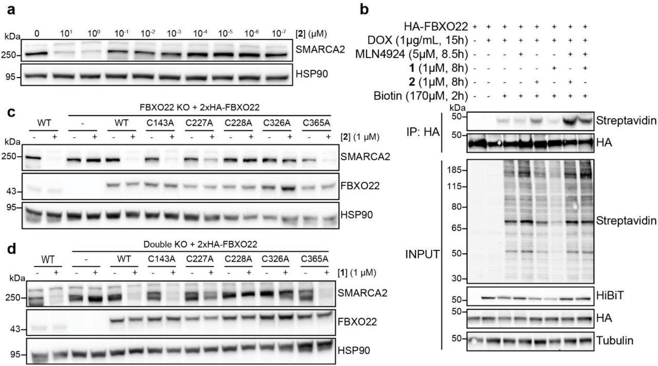 a , Degradation of SMARCA2 by 2. HEK293T cells were treated with DMSO or a serial dilution series of 2 for 24 h. SMARCA2 was quantified by immunoblot. b , Biotin proximity labelling of FBXO22. Flp-In T-REx HEK293 cells transiently expressing HA-tagged FBXO22 and doxycycline-inducible miniTurboID-SMARCA2-BD were pretreated with 5 µM MLN4924 for 30 min, followed by 1 (1 µM) or 2 (1 µM) and 170 µM biotin for 8 and 2 hours, respectively. HA-tagged FBXO22 was immunoprecipitated and biotinylated proteins were detected via streptavidin immunoblotting. c , d , Immunoblots with FBXO22 Cysteine mutants. FBXO22 KO HEK293T cells stably expressing HA tagged FBXO22 variants were treated with 2 (1 µM) for 24 hours ( c ). Double KO HEK293T cells stably expressing HA tagged FBXO22 variants were treated with 1 (1 µM) for 24 hours ( d ). SMARCA2 was quantified by immunoblot. 