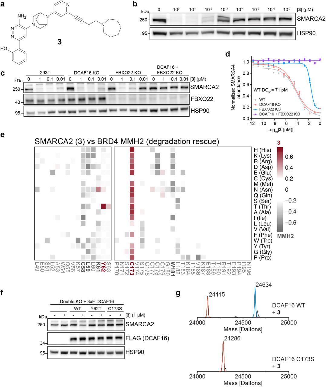 a , structure of Compound 3 . b , Degradation of SMARCA2 by 3 . HEK293T cells were treated with DMSO or a serial dilution series of 3 for 24 h. SMARCA2 was quantified by immunoblot. c , Genetic rescue of SMARCA2 degradation. WT, DCAF16 KO, FBXO22 KO, and double KO HEK293T cells were treated with DMSO or increasing concentrations of 3 for 24 hours. SMARCA2 was quantified by immunoblot. d , HiBiT endpoint degradation assay. HEK293T SMARCA4-HiBit cells with single and double KOs were treated with a serial dilution series of 3 for 16 hours. SMARCA4 levels were quantified using the HiBiT lytic detection system. Data represent mean ± SEM, n = 6 biological replicates. e , Deep mutagenesis scanning (DMS) of DCAF16 for degradation rescue. DCAF16 and FBXO22 Double KO HEK293T cells stably expressing stability reporters for SMARCA2 BD or BRD4 tandem-BDs were transduced with a library of EGFP tagged DCAF16 variants containing single amino acid substitutions at every position. SMARCA2 and BRD4 stability reporter cells were treated with 3 (1 µM) and MMH2 (1 µM) for 24 hours, respectively. Heatmap depicting differential log 2 fold enrichment of DCAF16 mutations normalized to maximum log 2 fold changes versus unsorted control between SMARCA2 targeting 3 and BRD4 targeting MMH2. Data corresponds to SMARCA2 High and BRD4 High sorted populations, showing mutations that specifically prevent SMARCA2 degradation (red) and BRD4 degradation (gray) n=3 independent measurements. f , Validation of deep mutagenesis scanning. Double knockout HEK293T cells stably expressing 3xFlag tagged DCAF16 variants were treated with 3 (1 µM) for 24 hours. SMARCA2 was quantified by immunoblot. g , Intact protein mass spectra for WT (top) or C173S mutant (bottom) DCAF16 (10 µM) and 3 (20 µM). 