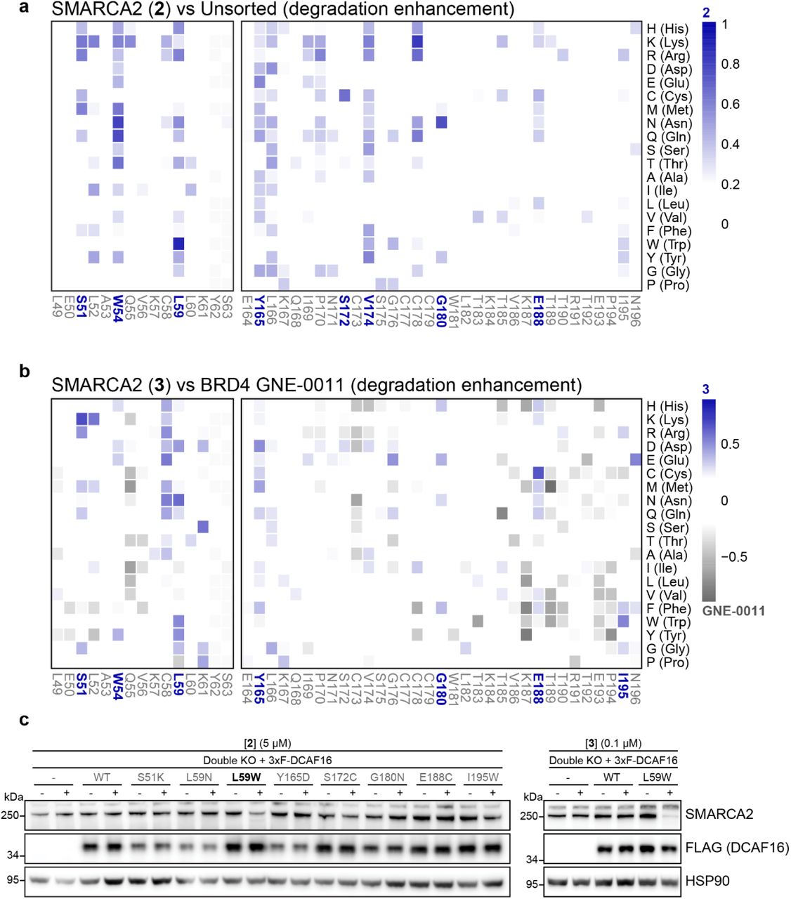 a , b , Deep mutagenesis scanning (DMS) of DCAF16 for degradation enhancement. DCAF16 and FBXO22 Double knockout HEK293T cells stably expressing stability reporters for SMARCA2 BD or BRD4 tandem-BDs were transduced with a library of EGFP tagged DCAF16 variants containing single amino acid substitutions at every position. SMARCA2 stability reporter cells were treated with 2 (1 µM) or 3 (1µM), and BRD4 stability reporter cells were treated with GNE-0011 (0.1 µM) for 24 hours. Heatmap depicting mean log 2 fold enrichment of DCAF16 mutations normalized to maximum log 2 fold changes for 2 versus unsorted control ( a ). Heatmap depicting differential log 2 fold enrichment of DCAF16 mutations normalized to maximum log 2 fold changes versus unsorted control between SMARCA2 targeting compound 3 and BRD4 targeting GNE-0011 ( b ). Data corresponds to SMARCA2 Low and BRD4 Low sorted populations, showing mutations that specifically enhance SMARCA2 degradation (blue) and BRD4 degradation (gray), n=3 independent measurements. c , Validation of DMS. Double KO HEK293T cells stably expressing 3xFlag tagged DCAF16 variants were treated with 2 (5 µM) (left) or 3 (0.1 µM) (right) for 24 hours. SMARCA2 was quantified by immunoblot. Left and right represent separate Western blots. 