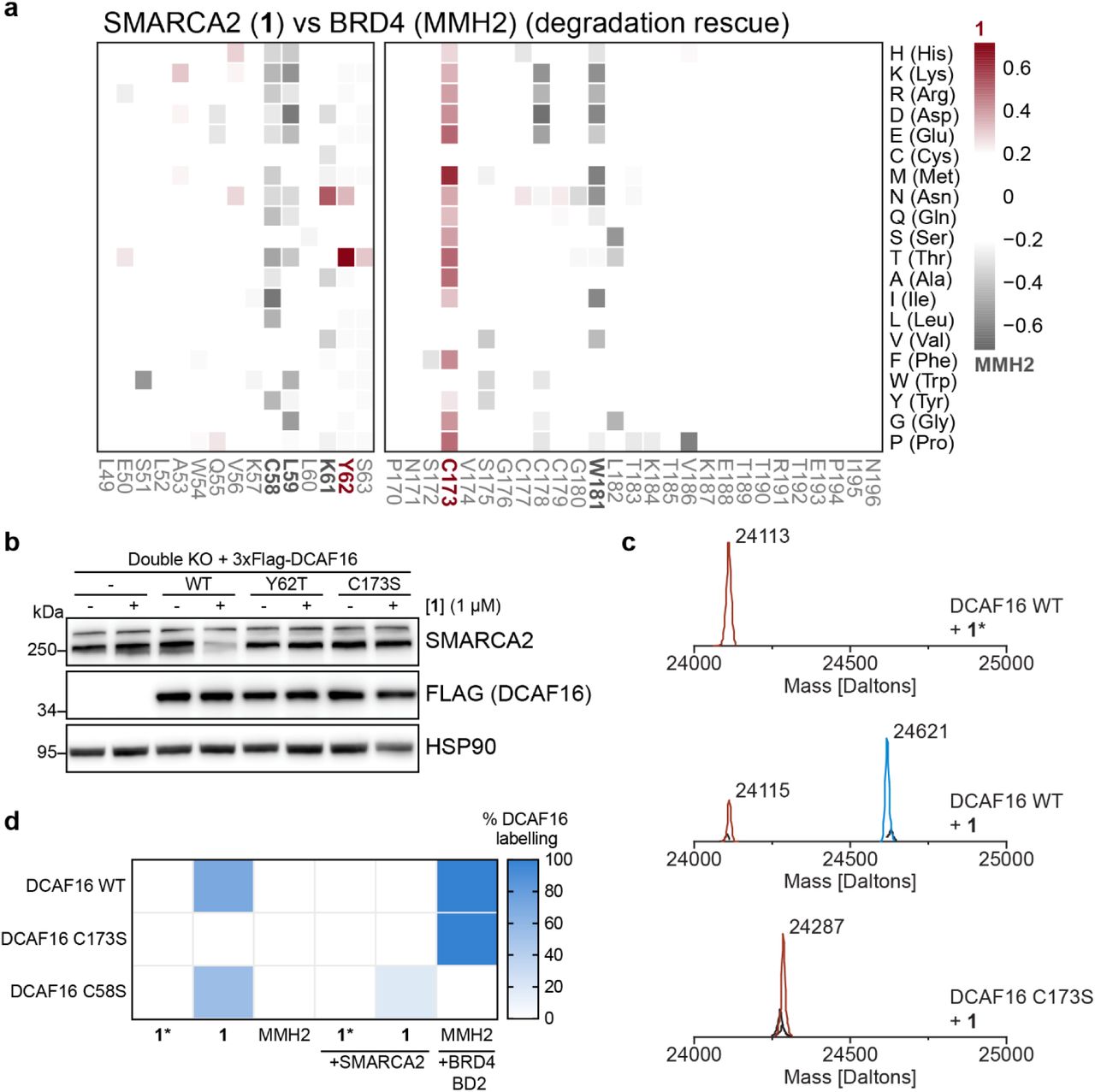 a , Deep mutagenesis scanning (DMS) of DCAF16 for degradation rescue. DCAF16 and FBXO22 Double KO HEK293T cells stably expressing stability reporters for SMARCA2 BD or BRD4 tandem-BDs were transduced with a library of EGFP tagged DCAF16 variants containing single amino acid substitutions at every position. SMARCA2 and BRD4 stability reporter cells were treated with 1 (1 µM) and MMH2 (1 µM) for 24 hours, respectively. Heatmap depicting differential log 2 fold enrichment of DCAF16 mutations normalized to maximum log 2 fold changes versus unsorted control between SMARCA2 targeting compound 1 and BRD4 targeting MMH2. Data corresponds to SMARCA2 High and BRD4 High sorted populations, showing mutations that specifically prevent SMARCA2 degradation (red) and BRD4 degradation (gray). n=3 independent measurements. b , Validation of DMS. Double KO HEK293T cells stably expressing 3xFlag tagged DCAF16 variants were treated with 1 (1 µM) for 24 hours. SMARCA2 was quantified by immunoblot. c , Intact protein mass spectra for wild-type DCAF16 co-incubated with inactive control 1* (Top), wild-type DCAF16 co-incubated with 1 (Middle), and DCAF16 C173S mutant co-incubated with 1 (Bottom). All incubations were done with 10 µM DCAF16, 20 µM 1* or 1 , and left at room temperature for 18 hours. d , Proportion of labelled DCAF16. Heatmap depicting the proportion (%) of labelling from intact-MS for each DCAF16 variant (10 µM) in the presence of 1* , 1 , or MMH2 (all at 20 µM). Intact-MS experiments for DCAF16 were performed with or without the presence of SMARCA2 BD or BRD4 BD2 (both at 20 µM) 