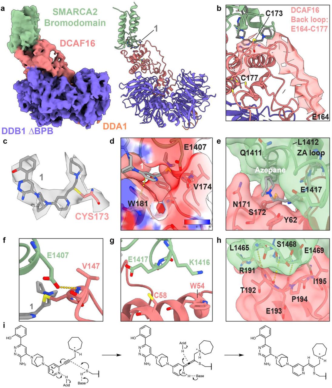 a , Structure of the complex between DCAF16 (red), DDB1(ΔBPB) (purple), DDA1 (orange), and SMARCA2 BD (green), glued by 1 (gray), solved by cryo-EM at a global resolution of 3.47 Å. Electron density shown on the left and model on the right. b , Electron density of the newly resolved back loop (E164-C177) of DCAF16 that harbours C173 and is covalently engaged by 1 . c , Electron density around 1 and C173. d , Electrostatic surface potential showing area of negative potential (red) around the pyridine ring of 1 due to presence of the V174 backbone carbonyl (DCAF16) and E1407 side chain (SMARCA2). The pyridine of 1 stacks with W181 of DCAF16. e , The azepane ring of 1 nestles into a pocket formed by residues Q1411–L1412 of SMARCA2 and P170–S172 of DCAF16, while also stacking with Y62 of DCAF16. f , Protein-protein interaction between the side chain carboxylate of E1407 on SMARCA2 and the backbone amide of V174 on DCAF16 g , K1416 and E1417 from the ZA loop of SMARCA2 BD point towards W54 and C58 in DCAF16 h , SMARCA2 BD BC loop residues, L1465-E1469, hydrogen bond with residues R191-I195 on a DCAF16 loop. i , Schematic showing the predicted covalent attachment of 1 to the side chain of C173. 