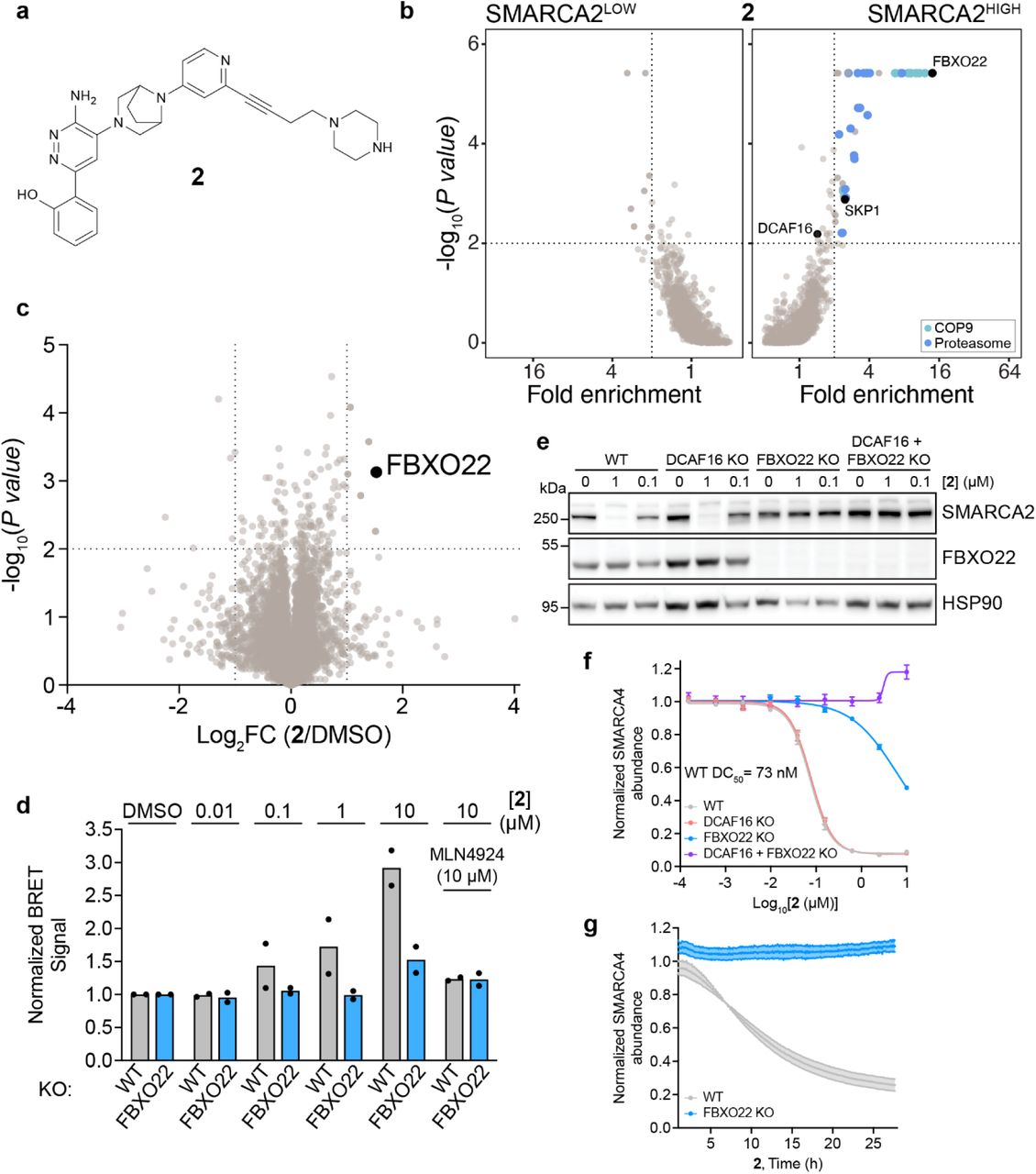 a , Structure of Compound 2 . b , FACS-based CRISPR screen for SMARCA2 stability. KBM7 iCas9 SMARCA2 bromodomain stability reporter cells were transduced with a ubiquitin-proteasome-system-focused sgRNA library, treated with 2 (1 µM) for 24 hours, and sorted based on SMARCA-BFP levels. Fold changes and p values of the SMARCA2 HIGH and SMARCA2 LOW populations were calculated by comparison with the SMARCA2 MID population using robust rank aggregation algorithm (MAGeCK). Significant hits: fold enrichment ≥ 2 and –log 10 P values ≥ 2 (dotted lines). n = 2 biological replicates. c , BioID analysis with 2 treatment. Proximity labelling in Flp-In T-REx HEK293 miniTurboID-SMARCA2-BD inducible cell line. Cells were treated with 1 µg/ml doxycycline for a total of 20.5 hours. 12 hours after induction, cells were pre-treated with 10 µM MLN4924 for 30 mins, followed by addition of 2 (10 µM). Volcano plot of BioID results showing log 2 fold change (FC) and −log 10 adjusted P values derived from normalized protein spectral counts and compared with DMSO treatment. Scoring window (P value < 0.01, log 2 FC > 1) is indicated, n = 3 biological replicates. d , NanoBRET ubiquitination assay. WT or FBXO22 KO HEK293T SMARCA4-HiBit cells transfected with LgBiT and HaloTag-Ubiquitin were treated with DMSO or increasing concentrations of 2 (± 10 µM MLN4924, 1 hour pre-treatment) for 24 hours. Data represent mean ± SD, n = 2 biological replicates. e , Genetic rescue of SMARCA2 degradation. WT, DCAF16 KO, FBXO22 KO, and double KO HEK293T cells were treated with DMSO or 2 (0.1 and 1 µM) for 24 hours. SMARCA2 was quantified by immunoblot. f , HiBiT endpoint degradation assay. HEK293T SMARCA4-HiBit cells with single and double KOs were treated with a serial dilution series of 2 for 24 hours. SMARCA4 levels were quantified using the HiBiT lytic detection system. Data represent mean ± SEM, n = 6 biological replicates. g , HiBiT kinetic degradation assay. WT and FBXO22 KO SMARCA4-HiBiT cells were treated with 2 (1 µM) and luminescence was measured every 5 minutes to monitor real-time degradation. Data represent mean ± SEM, n = 3 biological replicates. 