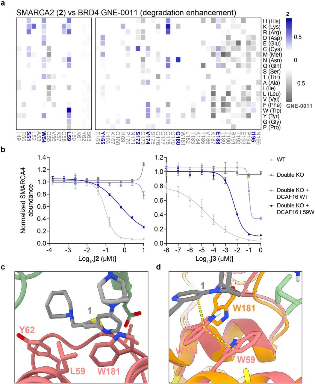 a , Deep mutagenesis scanning (DMS) of DCAF16 for degradation enhancement. DCAF16 and FBXO22 double knockout (KO) HEK293T cells stably expressing stability reporters for SMARCA2 BD or BRD4 tandem-BDs were transduced with a library of EGFP tagged DCAF16 variants containing single amino acid substitutions at every position. SMARCA2 and BRD4 stability reporter cells were treated with 2 (1 µM) and GNE-0011 (0.1 µM) for 24 hours, respectively. Heatmap depicting differential log 2 fold enrichment of DCAF16 mutations normalized to maximum log 2 fold changes versus unsorted control between SMARCA2 targeting 2 and BRD4 targeting GNE-0011. Data corresponds to SMARCA2 Low and BRD4 Low sorted populations, showing mutations that specifically enhance SMARCA2 degradation (blue) and BRD4 degradation (gray) n=3 independent measurements. b , DMS validation with HiBiT endpoint degradation assay. Wild-type (WT) and double KO HEK293T SMARCA4-HiBiT cell lines stably expressing 3xFlag tagged DCAF16 variants were treated with a serial dilution series of 2 for 24 hours (left) or 3 for 18 hours (right). SMARCA4 levels were quantified using the HiBiT lytic detection system. Data represent mean ± SEM, n = 6 biological replicates. c , Position of L59 of DCAF16 in the ternary complex. d , Model of the L59W mutation stabilising W181 that π stacks with the pyridine of 1 . The L59W model with 1 is overlaid with another DCAF16 structure (PDB ID: 8G46, orange) where W181 is flipped outward. 