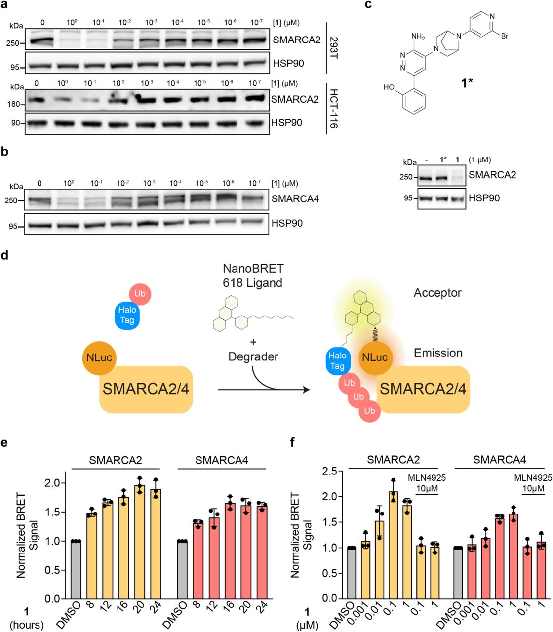 a , b , Compound 1 induced degradation of SMARCA2 ( a ) and SMARCA4 ( b ). HEK293T and HCT116 cells were treated with DMSO or a serial dilution series of 1 for 24 h. SMARCA2 and SMARCA4 were quantified by immunoblot. c , Structure of inactive control compound 1* and immunoblot quantification of SMARCA2 in HEK293T cells after treatment with DMSO, 1* , or 1 (1 µM) for 24 hours. d, Schematic of NanoBRET ubiquitination assay to evaluate cellular ubiquitination of SMARCA2/4 in the presence of a degrader. e , Kinetic NanoBRET ubiquitination assay. HEK293T SMARCA2/4-HiBiT knock-in cells transfected with LgBiT and HaloTag-Ubiquitin were treated with DMSO or 1 (0.1 µM) for various time points. Data represent mean ± SD, n = 3 biological replicates. f , Concentration-based NanoBRET ubiquitination assay. HEK293T SMARCA2/4-HiBiT knock-in cells transfected with LgBiT and HaloTag-Ubiquitin were treated with DMSO or increasing concentrations of 1 (+/- 1 hour pre-treatment with 10 µM MLN4924) for 24 hours. Data represent mean ± SD, n = 3 biological replicates. 