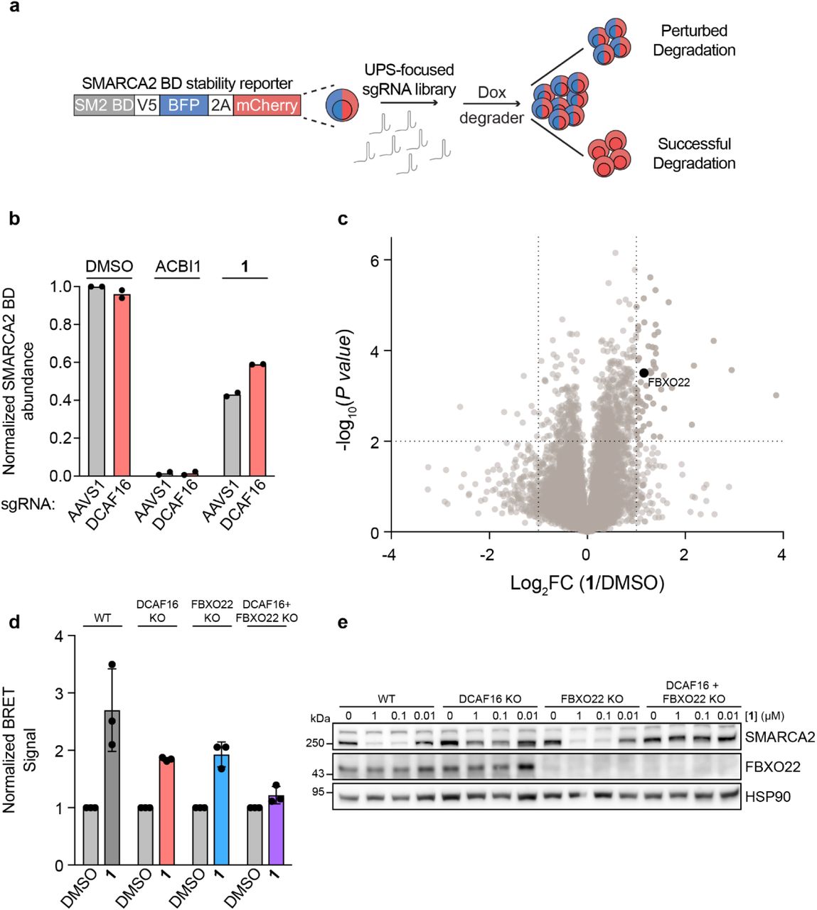 a , Schematic for FACS-based CRISPR-Cas9 screen with a SMARCA2 stability reporter and 1 b , CRISPR screen validation. KBM7 iCas9 cells expressing the SMARCA2 BD stability reporter and transduced with AAVS1 or DCAF16-targeting sgRNAs were treated with DMSO, ACBI1 (1 µM), or 1 (1 µM) for 24 hours. SMARCA2-BFP and mCherry levels were quantified by flow cytometry. Data represent mean ± SD, n = 2 biological replicates. c , BioID analysis with 1 treatment. Proximity labelling in Flp-In T-REx HEK293 miniTurboID-SMARCA2-BD inducible cell line. Cells were treated with 1 µg/ml doxycycline for a total of 20.5 hours. 12 hours after induction, cells were pre-treated with 10 µM MLN4924 for 30 mins, followed by addition of 1 (10 µM). Volcano plot of BioID results showing log 2 fold change (FC) and −log 10 adjusted P values derived from normalized protein spectral counts and compared with DMSO treatment. Scoring window (P value < 0.01, log2 FC > 1) is indicated, n = 3 biological replicates. d , NanoBRET ubiquitination assay in KO cell lines. HEK293T SMARCA4-HiBiT knock-in cells with single and double E3 ligase KOs transfected with LgBiT and HaloTag-Ubiquitin were treated with DMSO or 1 (1 µM) for 24 hours. Data represent mean ± SD, n = 3 biological replicates. e , Genetic rescue of SMARCA2 degradation. WT, DCAF16 (KO), FBXO22 KO, and double KO HEK293T cells were treated with DMSO or increasing concentrations of 1 for 24 hours. SMARCA2 was quantified by immunoblot. 