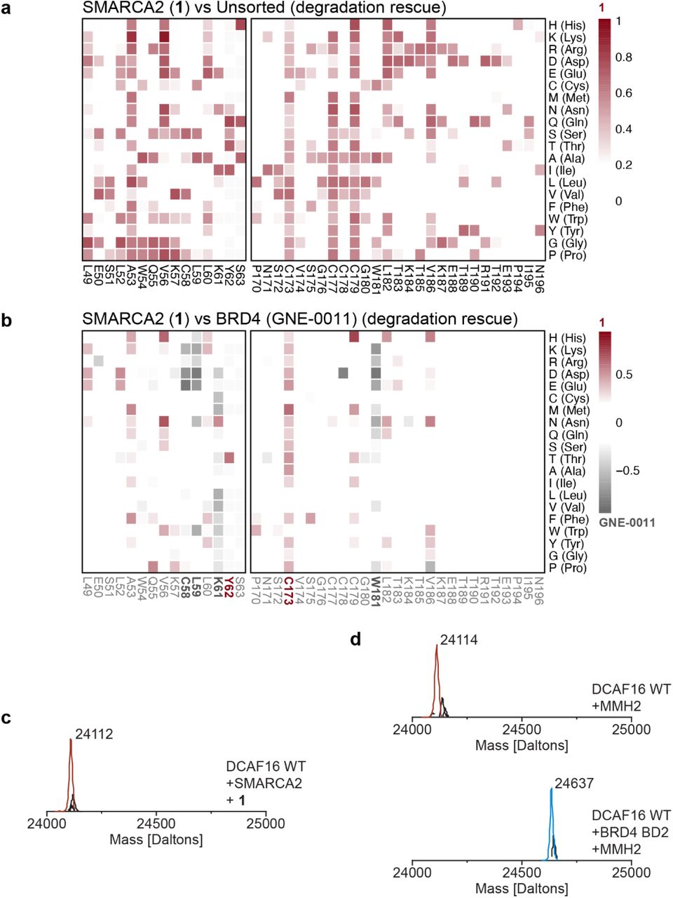 a , b , DMS of DCAF16 for degradation rescue. DCAF16 and FBXO22 Double knockout HEK293T cells stably expressing stability reporters for SMARCA2 BD or BRD4 tandem-BDs were transduced with a library of EGFP tagged DCAF16 variants containing single amino acid substitutions at every position. SMARCA2 and BRD4 stability reporter cells were treated with 1 (1 µM) and GNE-0011 (0.1 µM) for 24 hours, respectively. Heatmap depicting mean log 2 fold enrichment of DCAF16 mutations normalized to maximum log 2 fold changes for 1 versus unsorted control ( a ). Heatmap depicting differential log 2 fold enrichment of DCAF16 mutations normalized to maximum log 2 fold changes versus unsorted control between SMARCA2 targeting 1 and BRD4 targeting GNE-0011 ( b ). Data corresponds to SMARCA2 High and BRD4 High sorted populations, showing mutations that specifically prevent SMARCA2 degradation (red) and BRD4 degradation (gray), n=3 independent measurements. c, Intact protein mass spectra for WT DCAF16 (10 µM) and 1 (20 µM) in the presence of SMARCA2 BD (20 µM). d , Intact protein mass spectra for WT DCAF16 (10 µM) and MMH2 (20 µM) in the absence (top) or presence (bottom) of BRD4 BD2 (20 µM) 