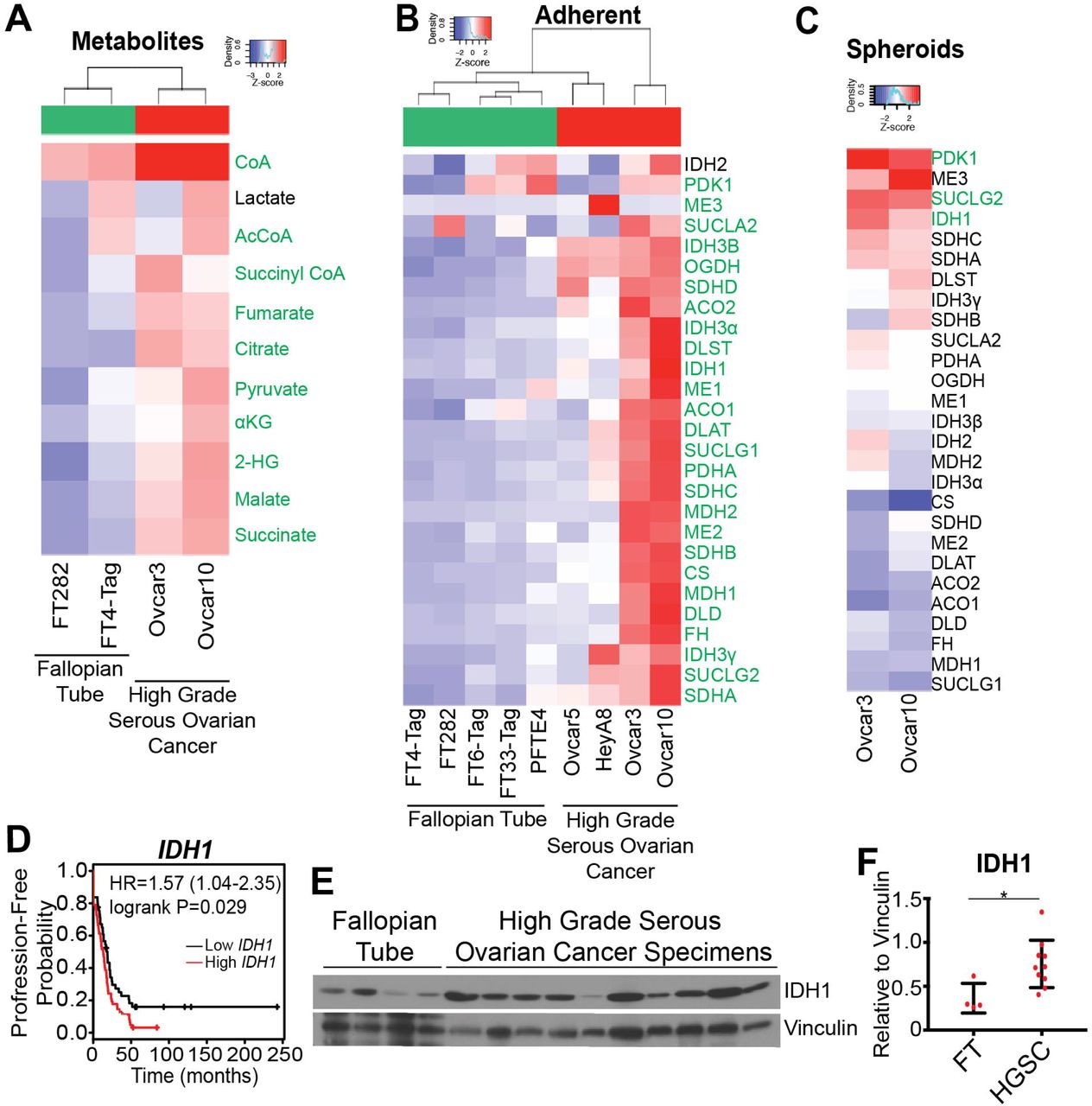 (A) LC/MS comparison of 2 fallopian tube (FT282 and FT4-Tag) and 2 HGSC (Ovcar3 and Ovcar10) cell lines. Heat map shows z-scores of relative abundance normalized to the mean of each individual TCA cycle metabolite. Significant metabolites are labeled in green. Adjusted p-value (FDR) <0.05. (B) Differentially expressed transcripts in 5 parental fallopian tube (FT282, FT4-Tag, FT6-Tag, FT33-Tag, and PFTE4) and 4 HGSC (HeyA8, Ovcar5, Ovcar3, and Ovcar10) cell lines. Heat map shows z-scores of expression levels relative to B2M of 27 TCA cycle enzymes. Significant transcripts are labeled in green. Adjusted p-value (FDR) <0.05 (C) Differentially expressed transcripts of 27 TCA cycle enzymes. Heat map shows fold change z-scores of indicated HGSC cell lines cultured in ultra-low attachment and adherent conditions. Significant transcripts are labeled in green. Adjusted p-value (FDR) <0.001 (D) Kaplan-Meier curve for disease progression-free survival of ovarian cancer patients classified according to <t>IDH1</t> expression level. Ovarian cancer patients were filtered for a serous histosubtype and TP53 mutation. Estimates of the hazard ration (HR) and logrank p-values are indicated. (E) Immunoblot analysis of IDH1 comparing normal human fallopian tube and HGSC patient tissue lysates. Vinculin was used as a loading control. (F) IDH1 protein expression normalized to vinculin and quantified using ImageJ. Data represent mean ± SD. *p<0.03.