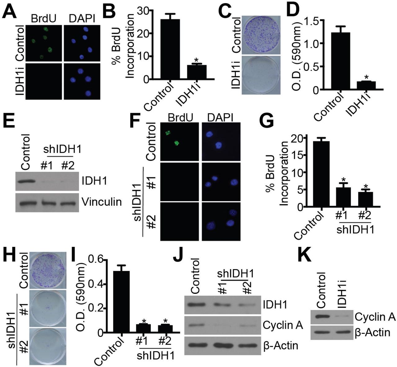 ... expressing two independent short hairpin RNAs (shRNAs) targeting IDH1 (shIDH1). Empty vector was used as a control. ... (A-D) Ovcar3 cells were treated with either DMSO or 15 μM GSK864 (IDH1i) for 7 days. (A) BrdU incorporation. One of three experiments shown. (B) Quantification of (A). Data represent mean ± SD. *p<0.0001 (C) Colony formation. Cells were seeded at equal densities and 10 days later stained with 0.05% crystal violet. One of three experiments is shown. (D) Quantification of (C). Data represent mean ± SD. *p<0.0001 (E-J) Ovcar3 cells were infected with lentivirus expressing two independent short hairpin RNAs (shRNAs) targeting IDH1 (shIDH1). Empty vector was used as a control. Cells were selected with puromycin for 7 days. (E) Immunoblot analysis of IDH1. Vinculin was used as a loading control. One of 5 experiments is shown. (F) BrdU incorporation. One of three experiments shown. (G) Quantification of (F). Data represent mean ± SD. *p<0.0001 (H) Colony formation. Cells were seeded at equal densities and 10 days later stained with 0.05% crystal violet. One of three experiments is shown. (I) Quantification of (H). Data represent mean ± SD. *p<0.0001 (J) Immunoblot analysis of IDH1 and cyclin A. β-Actin was used as a loading control. One of three experiments shown. (K) Immunoblot of Ovcar3 cells cultured in ULA conditions and treated with 15 μM GSK864 (IDH1i) for cyclin A. β-Actin was used as a loading control. One of three experiments shown.