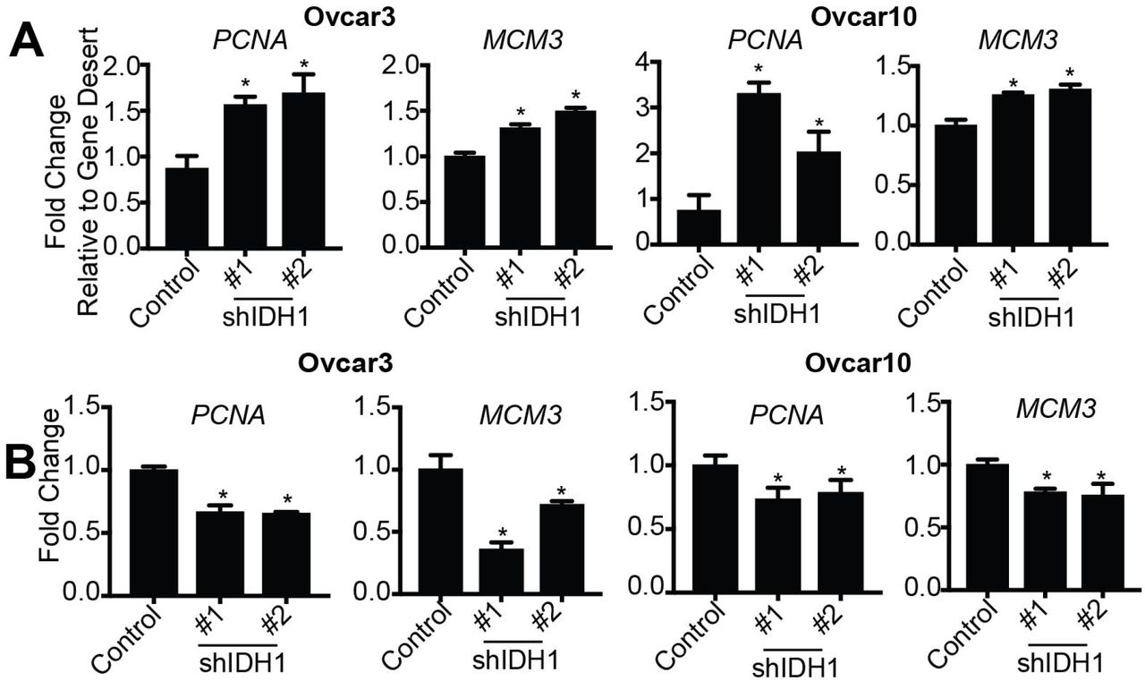 ... cells were infected with two independent hairpins targeting IDH1. Empty vector was used as a control. Cells ... (A&B) Ovcar3 and Ovcar10 cells were infected with two independent hairpins targeting IDH1. Empty vector was used as a control. Cells were selected with puromycin for 7 days. (A) Chromatin immunoprecipitation qPCR analysis of H3K9me2 at the loci of PCNA and MCM3 . Data is normalized to a gene desert region. One of two experiments is shown. Data represent mean ± SD. *p<0.02 (B) RT-qPCR analysis PCNA and MCM3 expression. B2M was used as a reference gene. One of three experiments is shown. Data represent mean ± SD. *p<0.008
