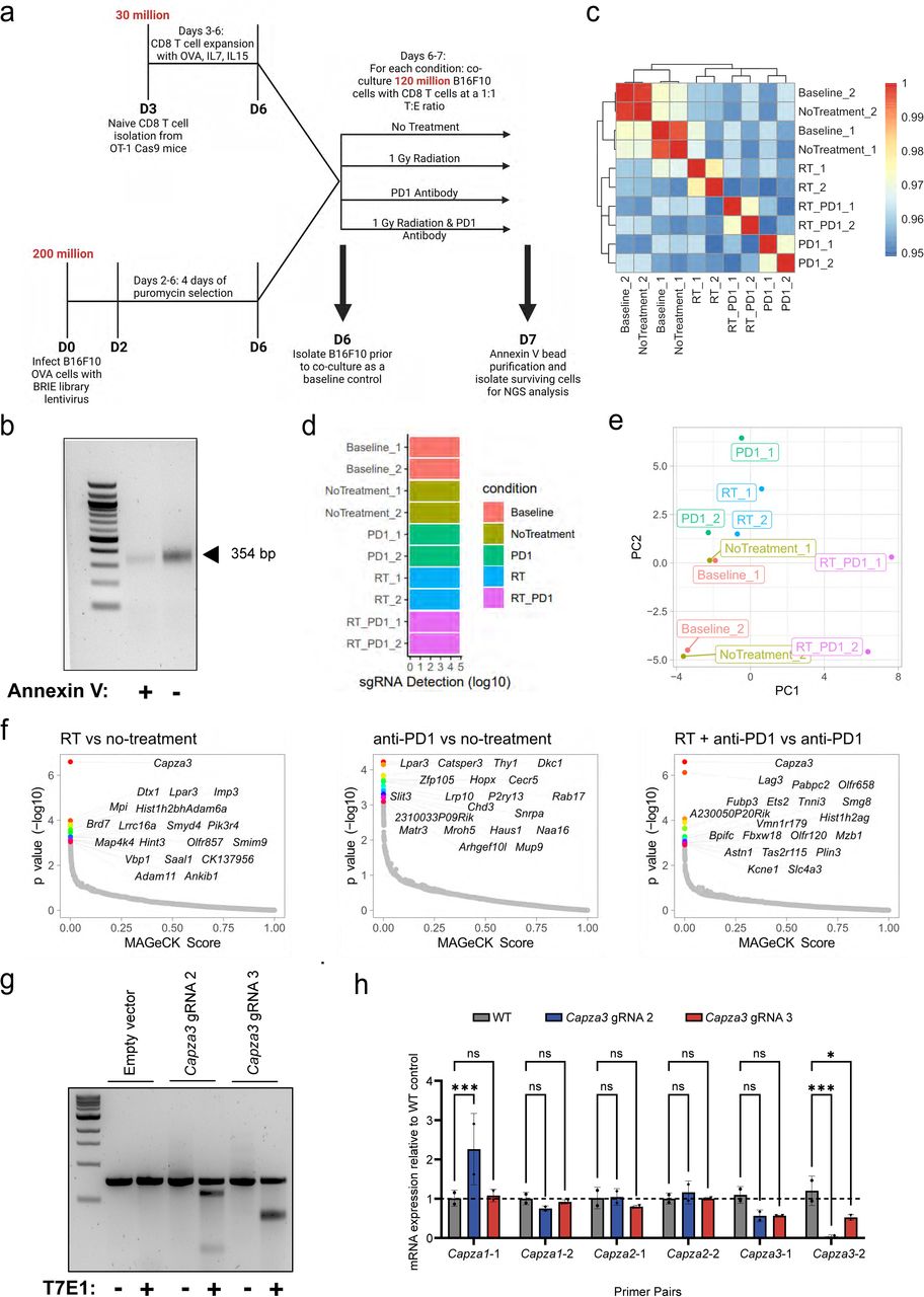 Mouse Cd8 T Cell Isolation Kit Miltenyi Biotec Bioz