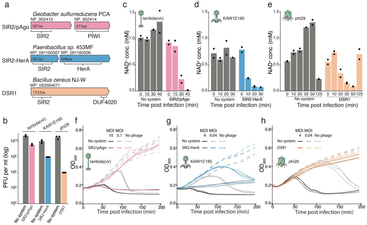 ... control strains. SIR2-HerA and SIR2/pAgo were cloned into E. coli MG 1655, and DSR1 was cloned into ... (A) Domain organization of three defense systems that contain SIR2 domains. Protein accessions in NCBI are indicated. (B) Efficiency of plating for phages infecting defense-system-containing strains and control strains. SIR2-HerA and SIR2/pAgo were cloned into E. coli MG 1655, and DSR1 was cloned into B. subtilis BEST7003. Bar graphs are average of three biological replicates, with individual data points overlaid. KAW1E185 is short for vB_EcoM-KAW1E185, a T4-like phage. (C-E) Concentrations of NAD + in cell lysates extracted from infected cells as measured by targeted LC-MS with synthesized standards. X-axis represents minutes post infection, with zero representing non-infected cells. “No system” are control cells that contain an empty vector instead of the defense system. Bar graphs represent the average of two biological replicates, with individual data points overlaid. (F-H). Liquid culture growth of bacteria that contain the respective defense system and control bacteria that contain an empty vector (no system). Bacteria were infected at time 0 at low or high MOIs, as indicated. Three independent replicates are shown for each MOI, and each curve shows an individual replicate.