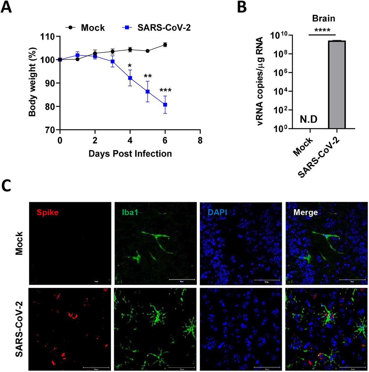 A The SARS-CoV-2 inoculum (50 μL, 100 MLD50) was intranasally administered to susceptible mouse model (K18-hACE2, n = 4). Their body weight was measured every day (Mock: black; Infected: blue). B At 6 d post-infection (dpi), the brain homogenates of the mock or infected mice are used to detect the viral RNA by quantitative real-time polymerase chain reaction (RT-qPCR), and the graph indicates viral RNA copies per microgram of total RNA. C The co-localization of SARS-Cov-2 spike protein and microglial <t>Iba1</t> at 6 dpi in the infected mice by immunofluorescence staining. Scale bars = 50 μm. Statistically significant differences between the groups were determined by multiple student’s t -test (A) and Student’s t-test (B); * P < 0.05; ** P < 0.01; *** P < 0.001; **** P < 0.0001. symbols represent mean ± SEM.