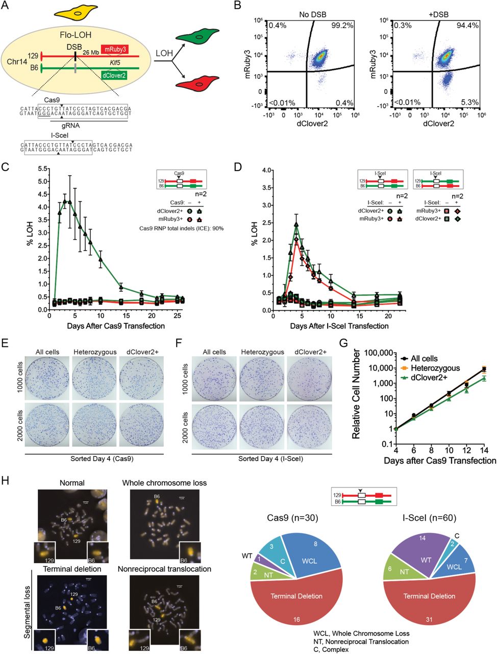 A DSB on a single chromosome leads to frequent loss of heterozygosity. A. Flo-LOH. Fluorescent markers dClover2 and <t>mRuby3</t> coding sequences were knocked into each chr14 of 129/B6 F1 hybrid mouse embryonic stem cells (mESCs) at the Klf5 locus. Fluorescent markers are expressed from the Klf5 promoter but separated from the protein by a T2A self-cleaving peptide sequence. As shown, a DSB is specifically introduced into the 129 chr14 by either I-SceI or Cas9 at overlapping recognition sites. The Cas9 PAM is underlined. Cas9 makes a blunt-ended DSB, while I-SceI gives rise to a 4 base 3’ overhang. B. Spontaneous LOH is low, but a DSB leads to loss of the fluorescent marker expressed from the broken chromosome. Prior to the DSB, >99% of cells express both dClover2 and mRuby3 as seen by flow cytometry. Induction of a DSB specifically on the 129 chr14 leads to ∼5% single-positive dClover2 cells. C,D. Time course of LOH after induction of a DSB on the 129 chr14 in Flo-LOH cell lines. The percentage of cells with LOH in the population peaks within 3-4 days after DSB induction by a Cas9 RNP ( C ) or I-SceI plasmid expression ( D ), but then decreases over time. I-SceI experiments were carried out in both chromosomal orientations of the fluorescent markers, with reciprocal results ( D ). n=2 for each condition with 3 plus DSB replicates within each experiment and one minus DSB replicate. E,F. Cells with LOH form colonies after DSB induction at a slightly reduced frequency compared to those without LOH. Cells were sorted by flow cytometry four days after transfection with a Cas9 RNP ( B ) or an I-SceI expression vector ( D ) and plated at the indicated number of cells to form colonies. (See also Fig. S2B .) G. Cells with LOH proliferate ∼15% more slowly than heterozygous cells. Cells were sorted four days after Cas9 RNP transfection and 50,000 were plated. Every 48 hr cells were recounted and 50,000 were replated. One representative experiment is shown. (See also Fig. S2C .) H. DSB induction leads to chromosome aberrations. After DSB induction by Cas9 or I-SceI, single-positive dClover2 cell populations were sorted, and metaphase spreads were stained with DAPI and probed with a whole chr14 probe. Terminal deletions were observed in the majority of cells with aberrations, but whole chromosome loss and nonreciprocal translocations were also observed at lower frequency. Left, representative images of aberrations; Right, quantification of types of aberrations. 