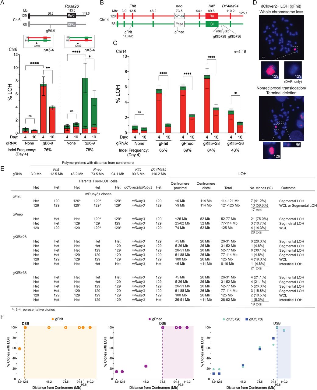 LOH can extend megabases centromere-proximal from the DSB. A. LOH is also observed using a Flo-LOH reporter integrated on chr6 at the Rosa26 locus. A DSB was introduced 26 Mb centromere-proximal to Rosa26 using a gRNA targeting B6 chr6, gB6-9. Two clones with reciprocal integration of mRuby3 and dClover2 were examined and found to undergo LOH at similar frequencies but in opposite directions. The percentage of cells that retain only dClover2 and mRuby3 are indicated by the green and red filled bars, respectively. Indel frequency was determined from the average of ICE analyses on the total cell population for all experiments. Error bars, mean ± s.d.; **** P <0.0001, **P =0.0038, *P =0.0151 for total LOH; Ordinary one-way ANOVA, with Tukey’s multiple comparisons test. B. Four gRNAs were designed to specifically cleave the B6 chr14. The extent of LOH was determined using 7 polymorphisms located at indicated megabase distances from the centromere. The gRNAs that cleave distal to the Klf5 gene, gKlf5+28 and gKlf5+36, cleave 28 and 36 kb, respectively, from the end of the dClover2 expression cassette integrated at Klf5 . C. LOH is induced by DSBs irrespective of chromosome position. Induced LOH is restricted to loss of dClover2 expression from the broken B6 chr14 and maintenance of mRuby3 expression from the unbroken 129 chr14. LOH is high in the population 4 days after Cas9 RNP transfection and declines significantly by 10 days in all cases. Indel frequency was determined from the average of ICE analyses on the total cell population. n=4-7 for each gRNA; n=15 with no gRNA. Error bars, mean ± s.d.; **** P <0.0001, * P =0.0123 for total LOH; Ordinary one-way ANOVA, with Tukey’s multiple comparisons test. D. DSB induction in Fhit at 11.3 Mb from the centromere leads predominantly to LOH by whole chromosome loss. After DSB induction by Cas9, single-positive mRuby3 cell populations were sorted, and metaphase spreads were stained with DAPI and probed with a whole chr14 probe. While most spreads show loss of the entire B6 chr14 by whole chr14 painting, a portion have maintained a small fragment of the B6 chr14. Additional images in Fig. S5A . E. Extent of LOH after a DSB on the B6 chr14. Single-positive mRuby3 clones generated after sorting cells 4 days post-transfection were genotyped at the 7 polymorphisms. The inferred mechanisms of LOH are indicated. The extent of LOH for terminal deletions from the centromere-proximal DNA (left) end and centromere-distal (right) end are indicated, as is the total extent of LOH from both DSB ends. F. Summary of chr14 LOH after DSB formation from the four gRNAs. The percentage of clones with loss of the 129 polymorphism at each position is indicated. All clones had undergone LOH distal to the DSB (indicated by shading) except two from the Klf5 -distal gRNAs which had undergone interstitial LOH. Filled circles indicate that all clones were genotyped at a polymorphism. Open circles indicate that only a subset of clones was genotyped typically because the indicated polymorphism was between polymorphisms that had fully undergone LOH or was at/distal to the DSB. 