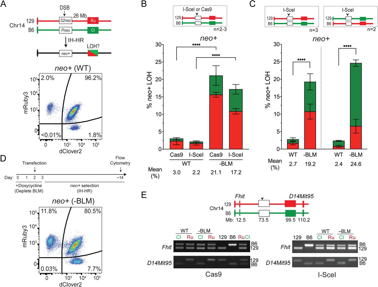 DSB-induced IH-HR leads to LOH which is suppressed by the BLM helicase. A. Interhomolog homologous recombination (IH-HR) reporter on chr14 in Flo-LOH cells. Two defective neo genes are integrated 26 Mb upstream of the fluorescent markers. IH-HR induced by a DSB leads to neo+ cells and, if it involves crossing over, LOH from the DSB to the telomere. (See also Fig. S6A .) A DSB is required to generate neo+ cells. Representative flow cytometric analysis following DSB induction and neo+ selection shows an increase in single-positive mRuby3 and dClover2 cells compared to no DSB in unselected cells . B,C. DSB-induced IH-HR leads to LOH which is strongly suppressed by the BLM helicase. DSB induction by either I-SceI or Cas9 followed by selection for neo+ cells leads to an increase in single-positive mRuby3 and dClover2 cells as compared with spontaneous LOH , which is further increased in the absence of BLM ( B ). Note that retention of only the 129 chr14 fluorescent marker is more common in both orientations than that of the B6 marker ( C ), as expected ( Fig. S6A ). n=2 clones for each orientation with 1-2 experiments per clone. Error bars, mean ± s.d.; **** P <0.0001 for total LOH; Ordinary one-way ANOVA, with Tukey’s multiple comparisons test. D. Scheme of BLM depletion in IH-HR experiments. Representative flow cytometric analysis following BLM depletion, DSB induction, and neo+ selection shows an increase in single-positive mRuby3 and dClover2 cells compared to wild-type cells without BLM depletion, as shown in A . E. Confirmation of LOH in single-positive neo+ cell populations at the distal D14Mit95 locus. By contrast, heterozygosity is maintained at the centromere-proximal Fhit locus, as expected from crossing over within the neo genes. RuCl, DNA from Flo-LOH 129/B6 parental cells; 129 and B6, DNA from 129 cells and B6 cells, respectively. 