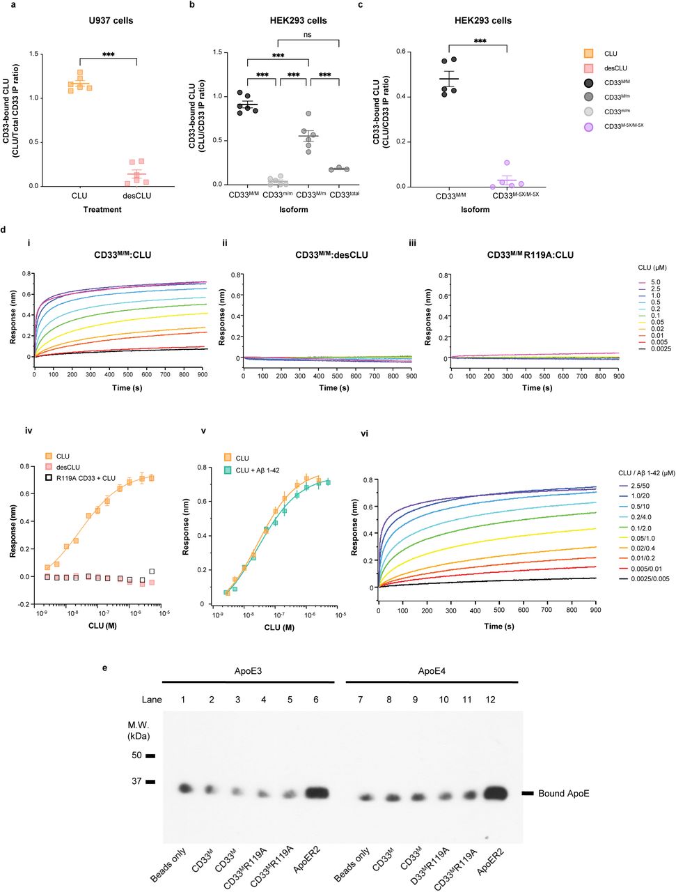 a. CD33 M co-immunoprecipitates sialylated <t>CLU,</t> but not desialylated CLU. Endogenous human CD33 expressed on human monocytic U937 cells interact with native human plasma CLU, but not with desialylated CLU applied to the culture supernatant. The graph shows quantification of western blots of anti-CD33 co-immunoprecipitation products from cell lysates, blotted with anti-CLU antibodies. Quantification is performed by measuring the band intensities on autoradiograms of co-IP Western blots using anti-CD33 and anti-CLU antibodies to detect CD33 and coprecipitating CLU respectively. The result (CD33-bound CLU) is expressed as the ratio of CLU to CD33 band intensities as arbitrary units (a.u.). Representative western blot is shown in left panel. *** = p<0.0001; Student t-test; error bars = mean ± SEM CLU: 1.23±0.04; desCLU: 0.23 ± 0.051; n = 5 independent replications. b. CD33 M but not CD33 m co-immunoprecipitates with CLU. The graph shows quantification of CLU co-precipitating with CD33 M in HEK293 cells as measured by the band intensities on western blots of the co-immunoprecipitating products. The results are expressed as CD33-bound CLU using arbitrary units to depict the ratio of CLU band intensity relative to the CD33 band intensity. HEK293 cells expressed: CD33 M only (CD33 M/M dimers), both CD33 M and CD33 m (CD33 M/M ; CD33 M / m or CD33 m/m dimers) (CLU does not co-precipitate with CD33 in cells expressing only CD33 m/m dimers). Graph columns 3 and 4 depict the results for cells expressing both CD33 M and CD33 m . The third column shows the CLU: CD33 M ratio. The fourth column shows the CD33 bound-CLU ratio computed for total cellular CD33. The HA epitope tag on both CD33 M and CD33m is used to measure both CD33 M and CD33 m immunoreactivities (CD33 Total ). A representative blot is shown in , right panel *** = p<0.00001; two-tailed Student t- tests; error bars = mean ± SEM CD33 M : 0.85 ± 0.023; CD33m: 0.004 ± 0.00043; CD33 M / m : 0.45±0.041; n = 5 biological replications. c. Dimerization of CD33 is required for CLU binding Co-IP studies on lysates from HEK293 cells expressing similar quantities of CD33 M reveal that much less CLU is co- precipitated with the CD33 M-5X dimer interface mutant than with wild type CD33 M . The data is quantified as in panel b. A representative western blot is available in . *** p<0.00001, error bars = mean ± SEM CD33 M : 0.425 ± 0.0073; CD33 M- 5X : 0.012 ± 0.006; n = 5 replications. Each lane represents one independent biological replication of the respective condition. d. CLU binds to CD33 M ECD with nanomolar avidity via sialic acids: i. BLI curves of CLU binding to CD33 M ECD WT; ii. Desialylated-CLU showed no detectable binding to CD33 M ECD WT; iii . CD33 M ECD R119A mutant showed no detectable CLU binding. CLU concentrations are indicated. Each binding curve is the average of n = 4 independent measurements; iv . R119A mutation of the canonical sialic acid binding site disrupts CLU binding. Steady-state BLI analysis of the CLU binding to CD33 M ECD WT (yellow square) or CD33 M ECD R119A (open square) and desialylated-human CLU to CD33 M ECD WT (pink square). Curve fitting was performed using Hill equation. Equilibrium dissociation constant is 27.9 ± 7.2 nM. This result is not due to misfolding of the CD33 M R119A protein because the Far UV CD spectra of wild type and R119A proteins are similar . Error bars = SD. n = 4 independent replications; <t>v.</t> <t>CLU+Aβ</t> 1-42 showed similar binding avidity to CD33 M ectodomain with CLU alone. Steady-state BLI analysis of the CLU/Aβ 1-42 mixture binding to CD33 M ECD WT (teal square). yellow squares indicate binding responses of CLU alone to CD33 M ECD WT. Curve fitting was performed using Hill equation. Equilibrium dissociation constant of CLU/Aβ42 is 28.2 ± 4.9 nM; vi. BLI curves of CLU/Aβ 1-42 mixture binding to CD33 M ECD WT. Binding curves obtained from the same concentration of Aβ 1-42 alone was subtracted from the curve from CLU/Aβ 1-42 mixture. Each curve is the average of four independent measurements. CLU/Aβ 1-42 concentrations are indicated. Error bars = SD, n = 4 independent biological replications. e. ApoE does not bind to CD33 . Representative western blots for co-immunoprecipitation of ApoE isoforms with His-tagged CD33 and ApoER2. 20µg wild-type (WT) and mutant (R119A) CD33 proteins with or without glycosylation (G) fused to His-tag were incubated with 50µl dynabeads, followed by incubation with 500µl of ApoE3 or ApoE4 (3µg/ml). ApoE bound to CD33 and ApoER2 was detected by immunoblots using anti-ApoE antibody. Beads only and ApoER2 ectodomain with His-tag were used for negative and positive controls, respectively. N = 4 replications. 